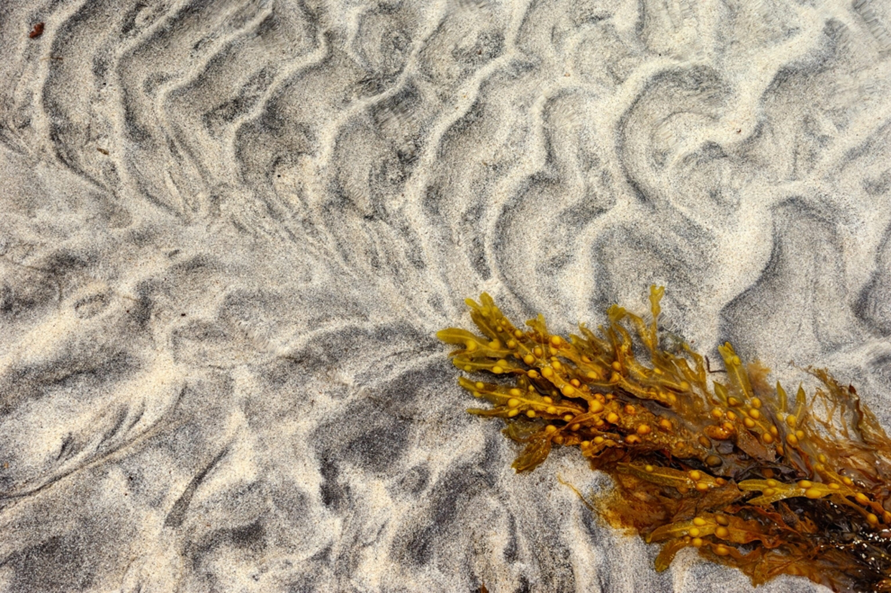 seaweed on a beach in Scotland