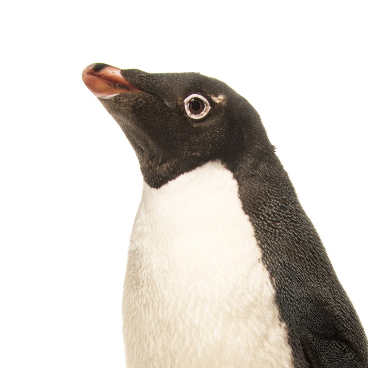 Adélie Penguin | National Geographic