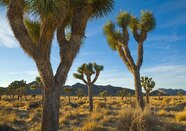 Everything To Know About California s Joshua Tree National Park 