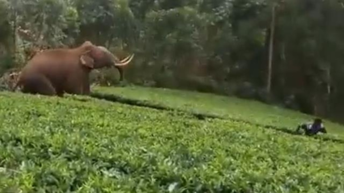 Man Tries to Convince Wild Elephant to Move—Elephant Charges