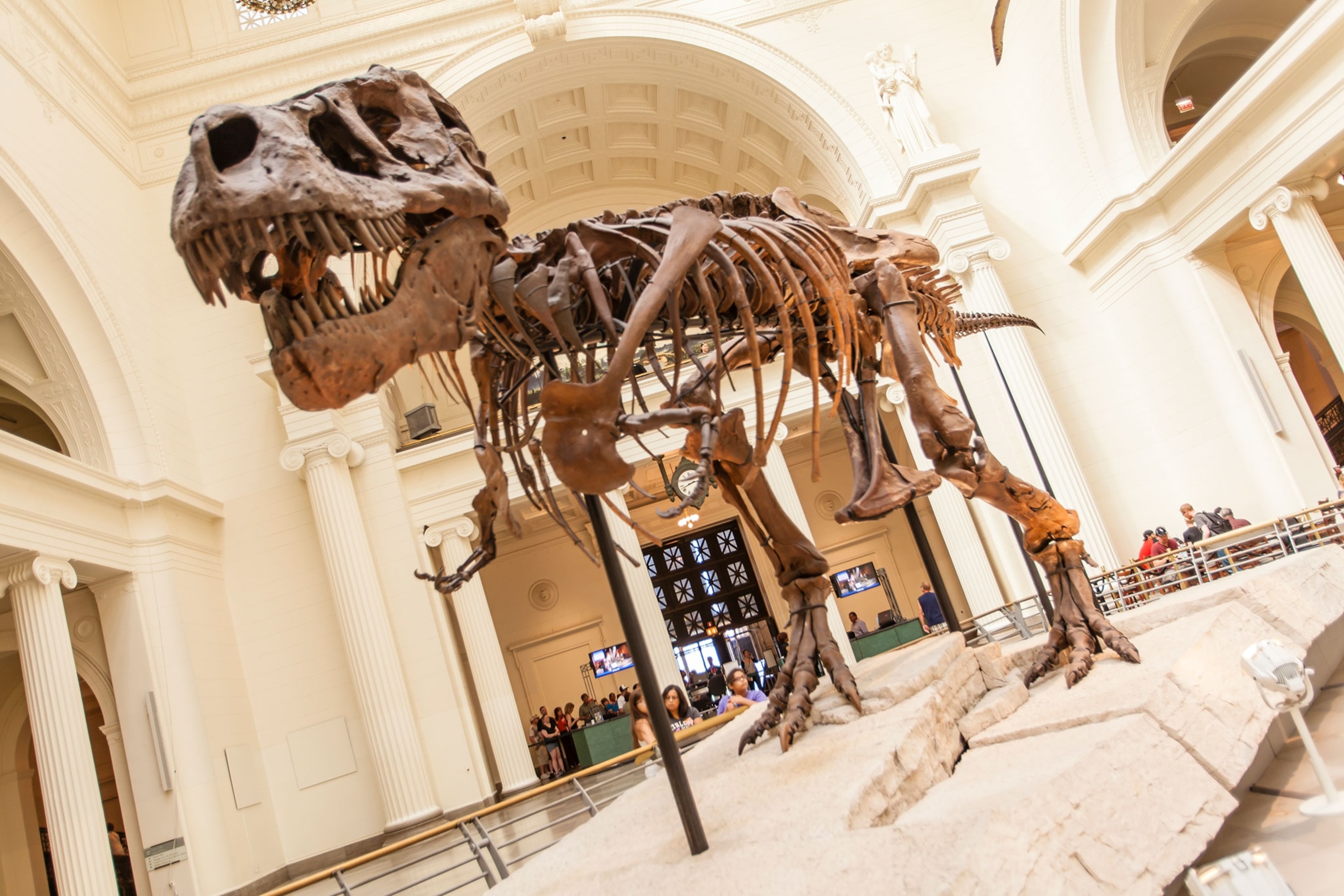 Tyrannosaurus Rex skeleton exhibit
