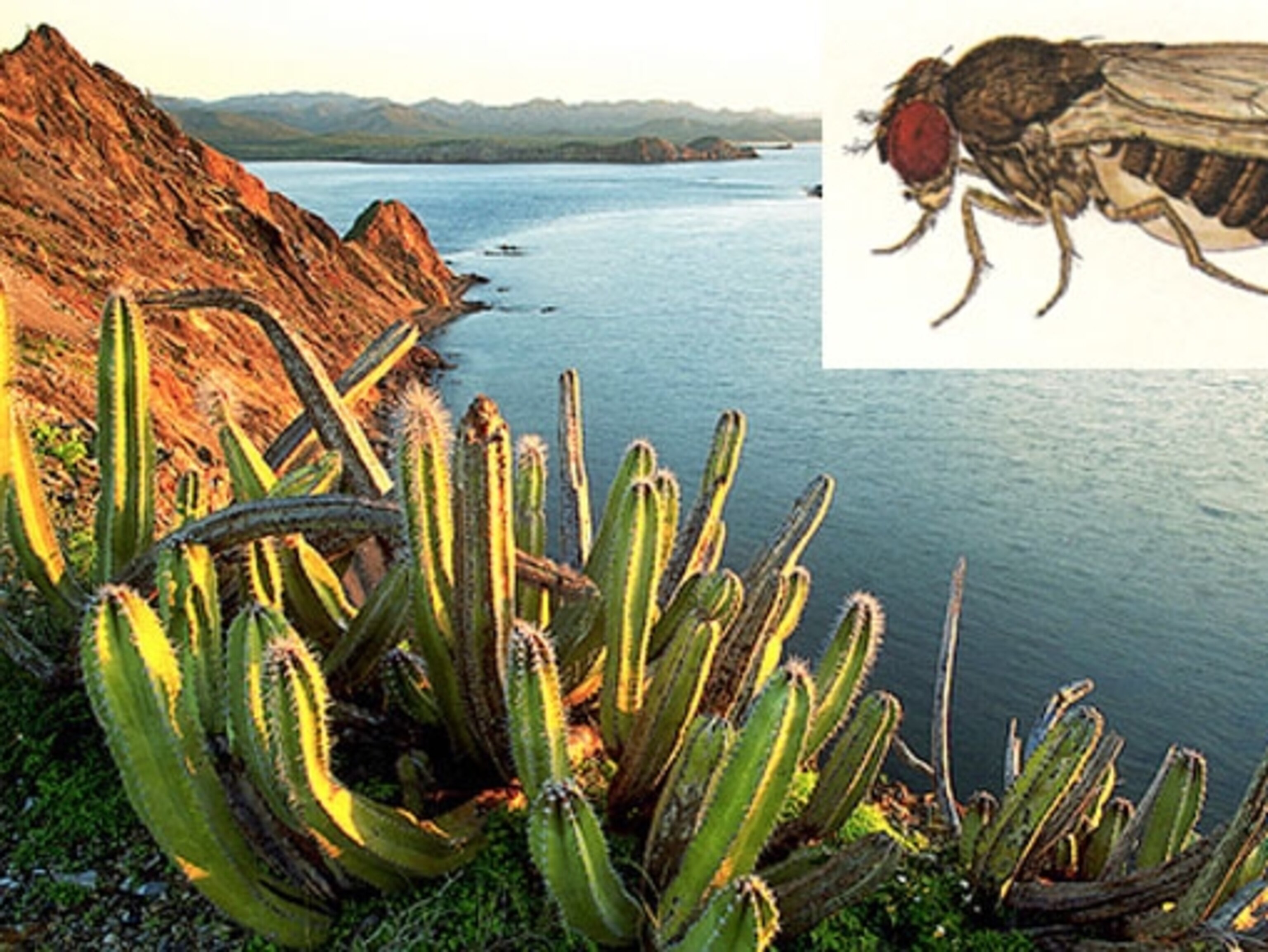 Thanks To One Gene This Fly Needs A Cactus To Escape Neverland