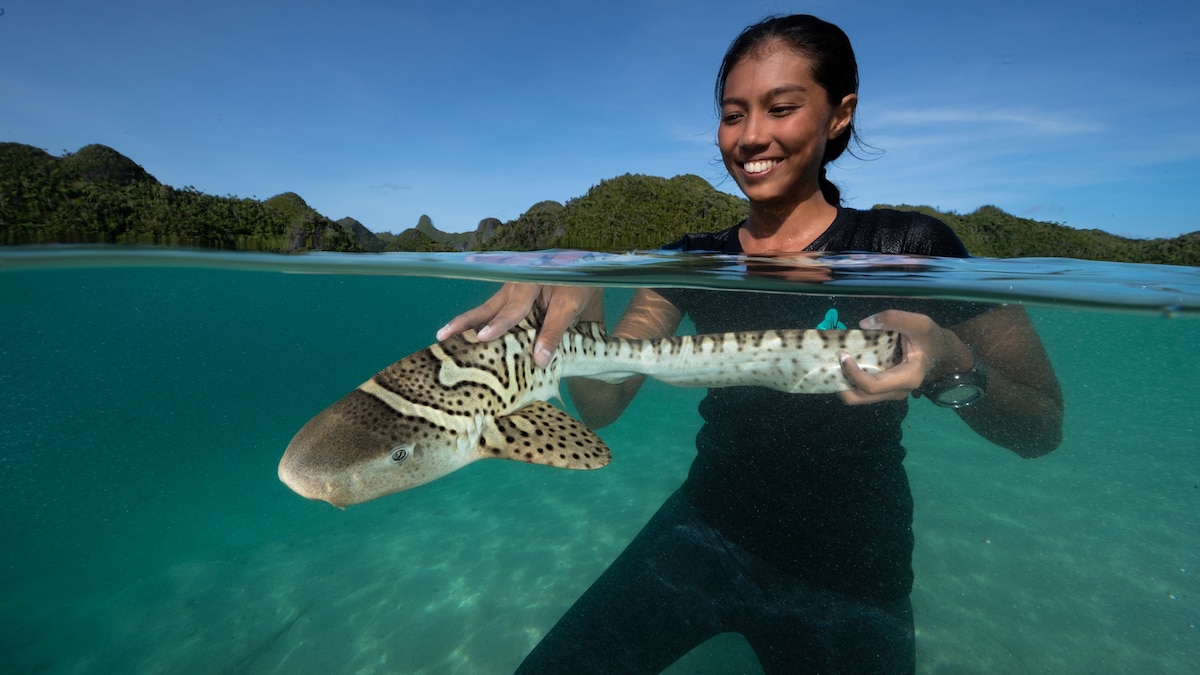 500 baby sharks to be released: An exclusive look at an unprecedented
