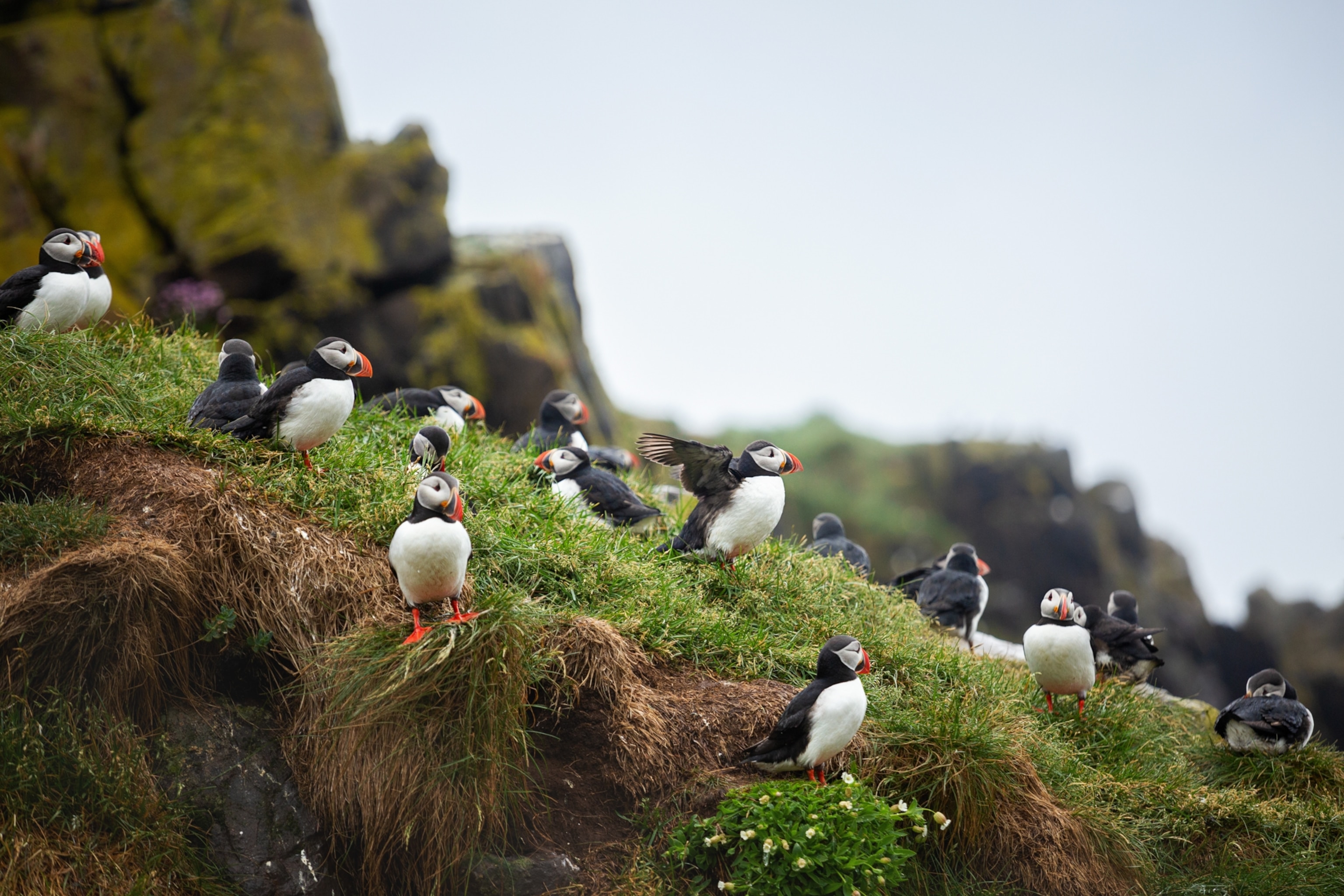 A group of Atlantic puffins on Latrabjarg cliff, Iceland