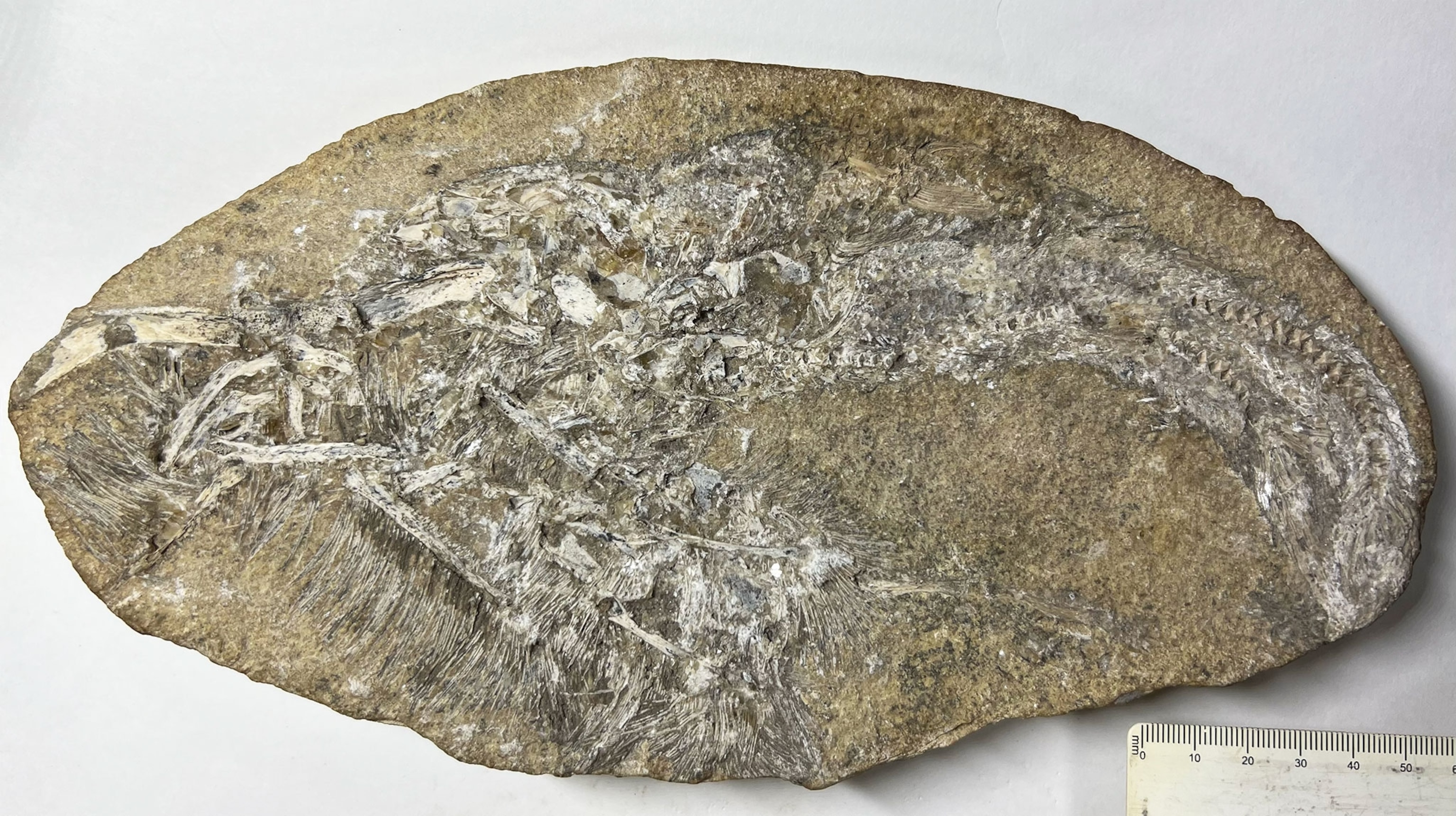 Fossilized regurgitate containing a new pterosaur species from the Araripe Basin.
