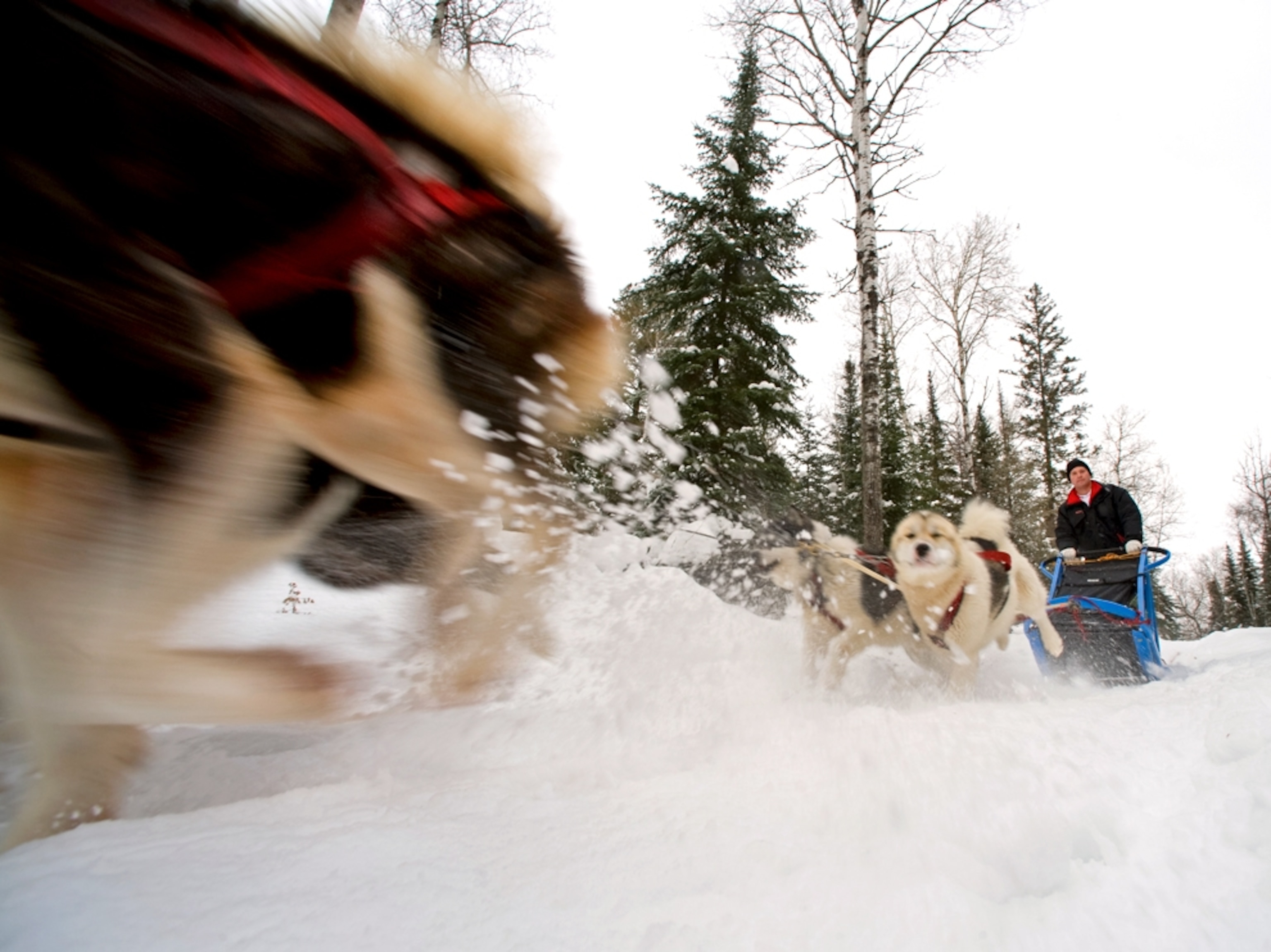 Dogsledding