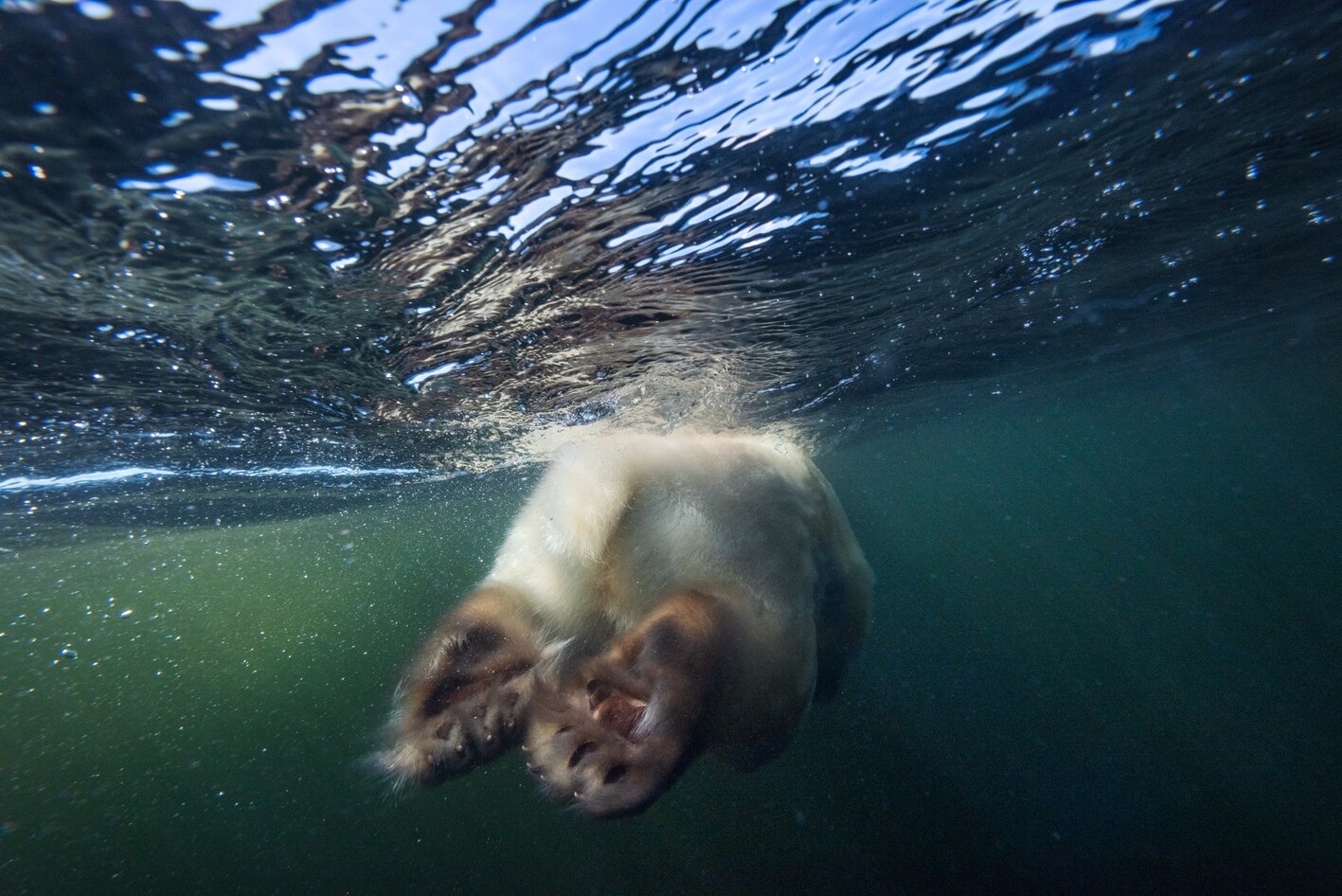 Picture of swimming underwater bear from behind.