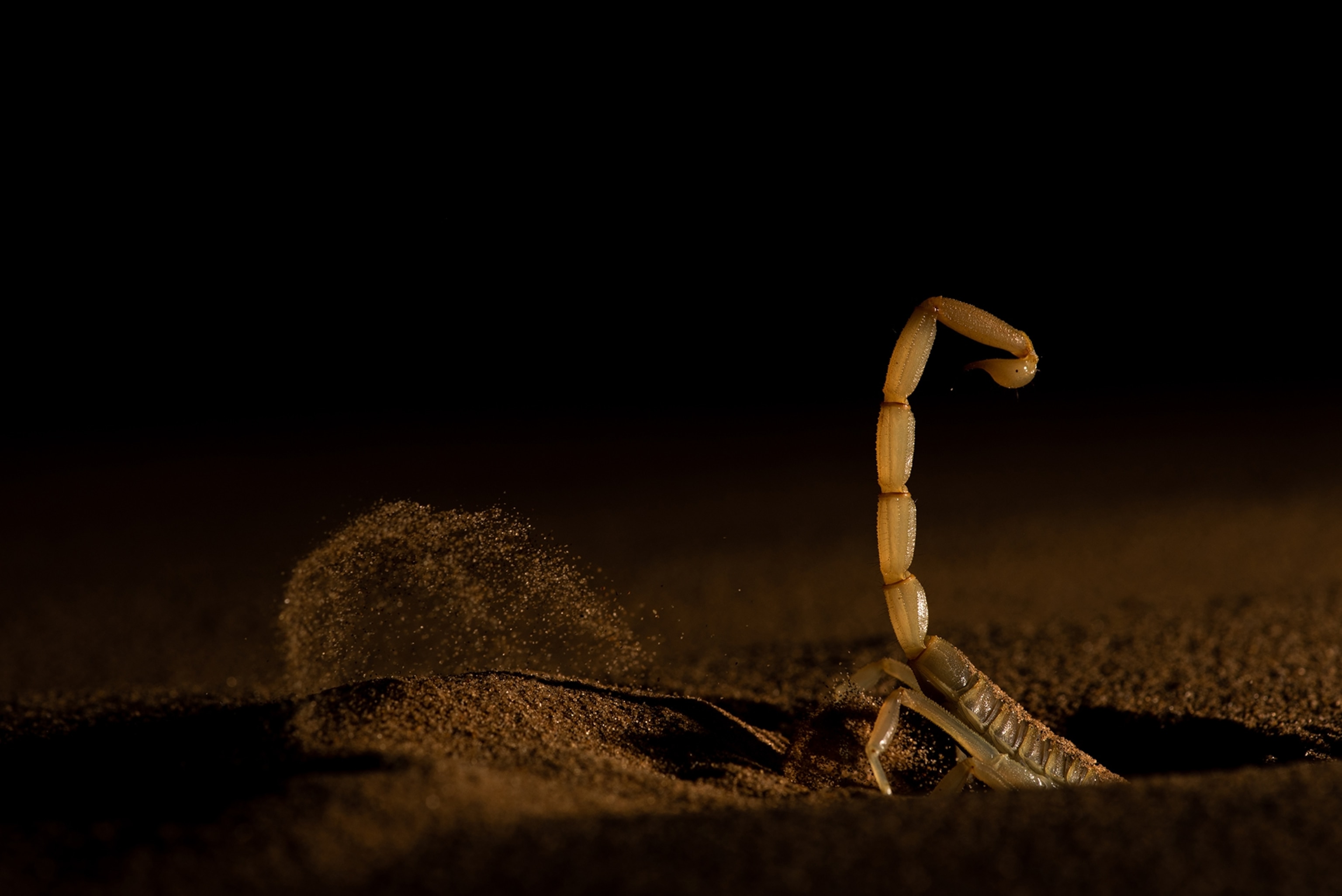 The tail of a scorpion is seen as sand sprays behind it while digging a hole.