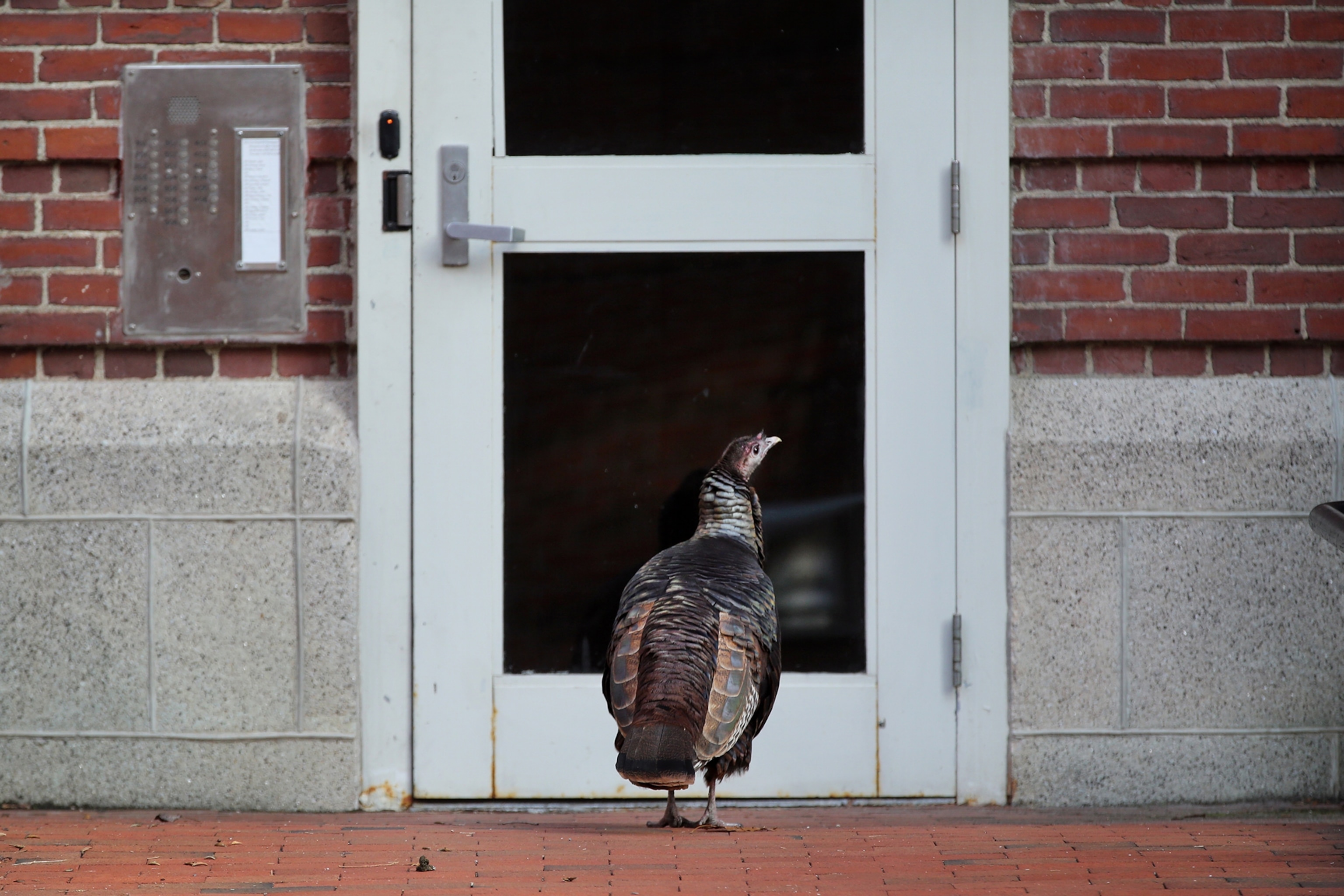 a wild turkey standing near a doorway