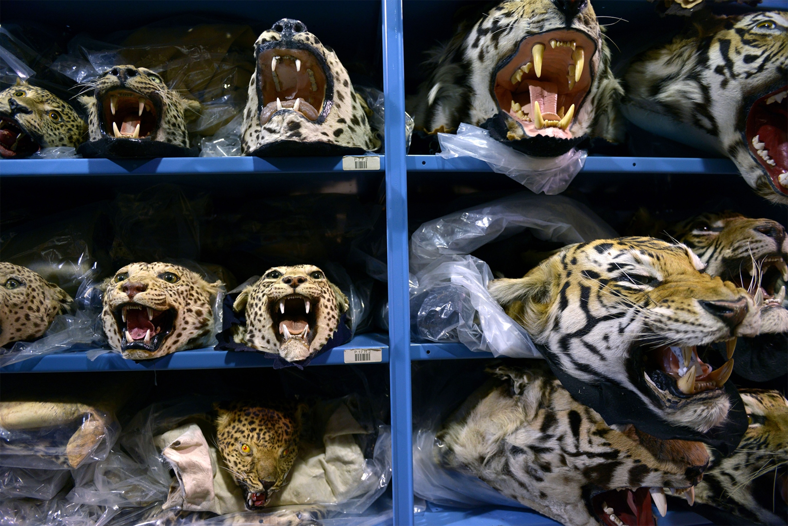 an elephant that was poached for its tusks.