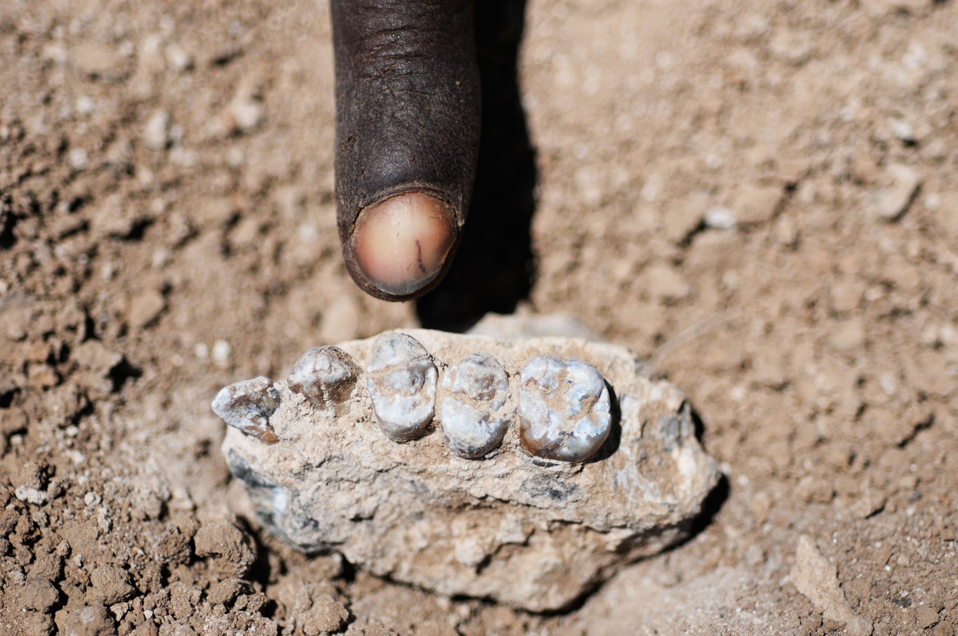 the upper jaw of a recently discovered hominin species