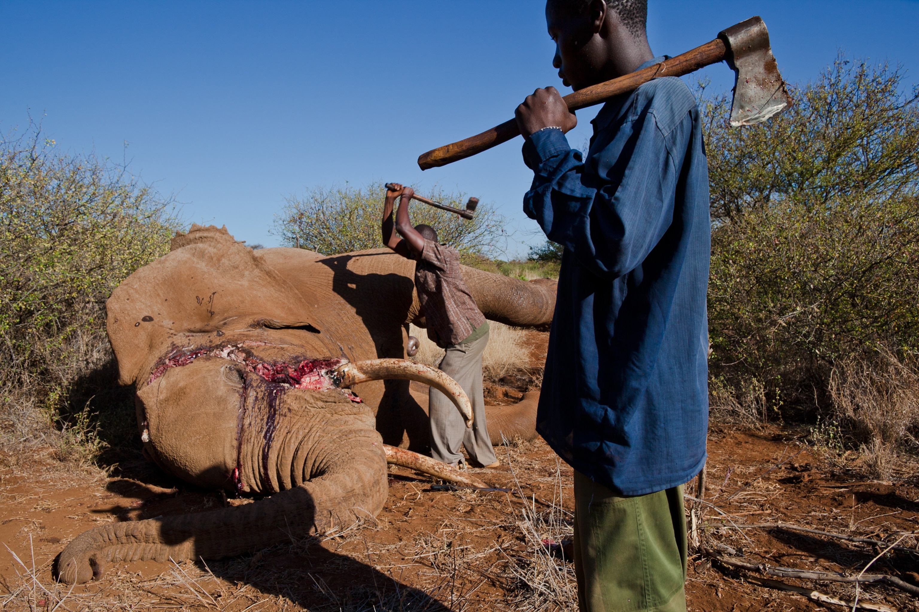 Kenyan Wildlife Ranger Charles Chepkowny posing with an elephant tusk in the Tsavo East national park, Kenya.