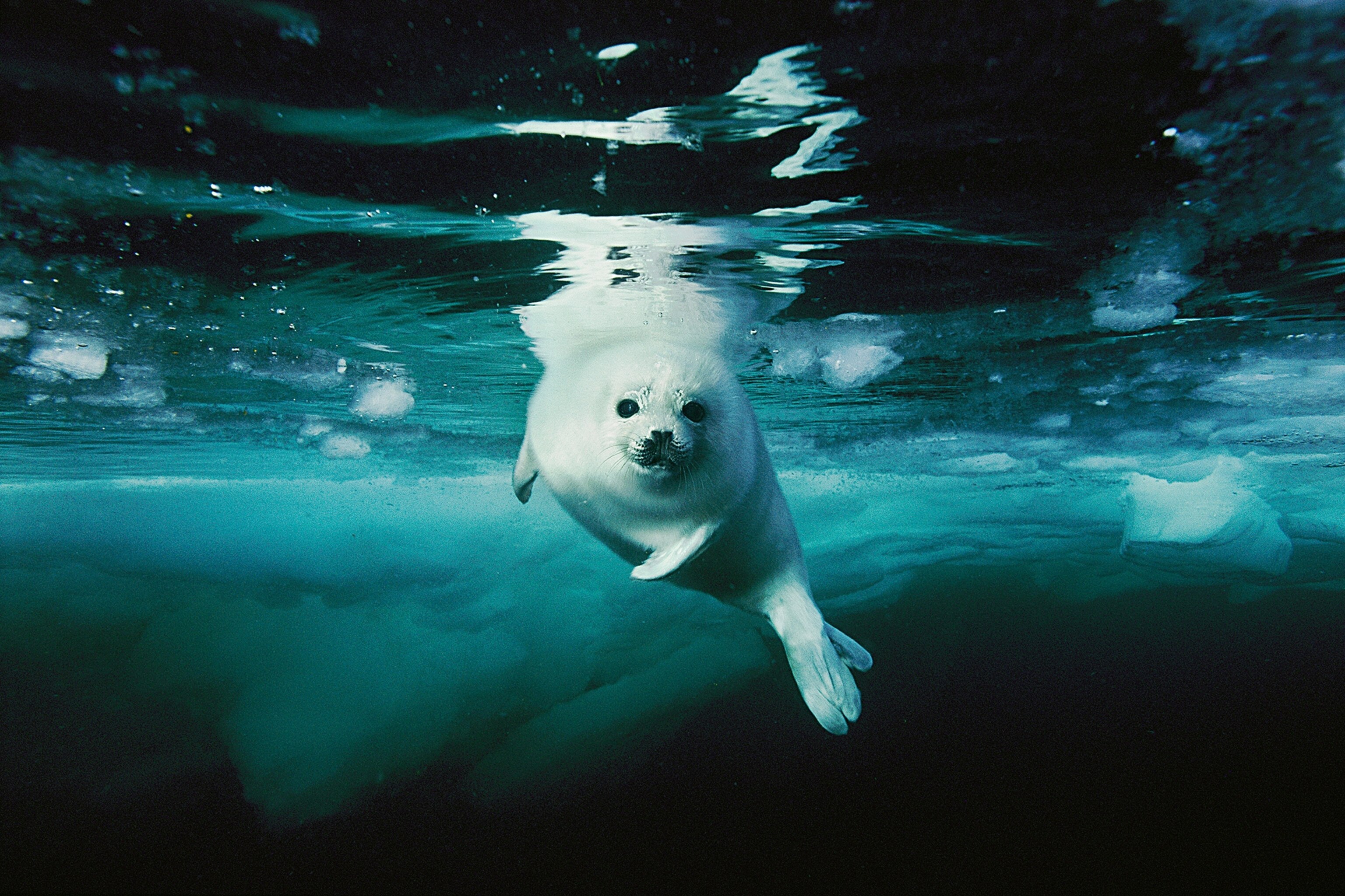 a harp seal