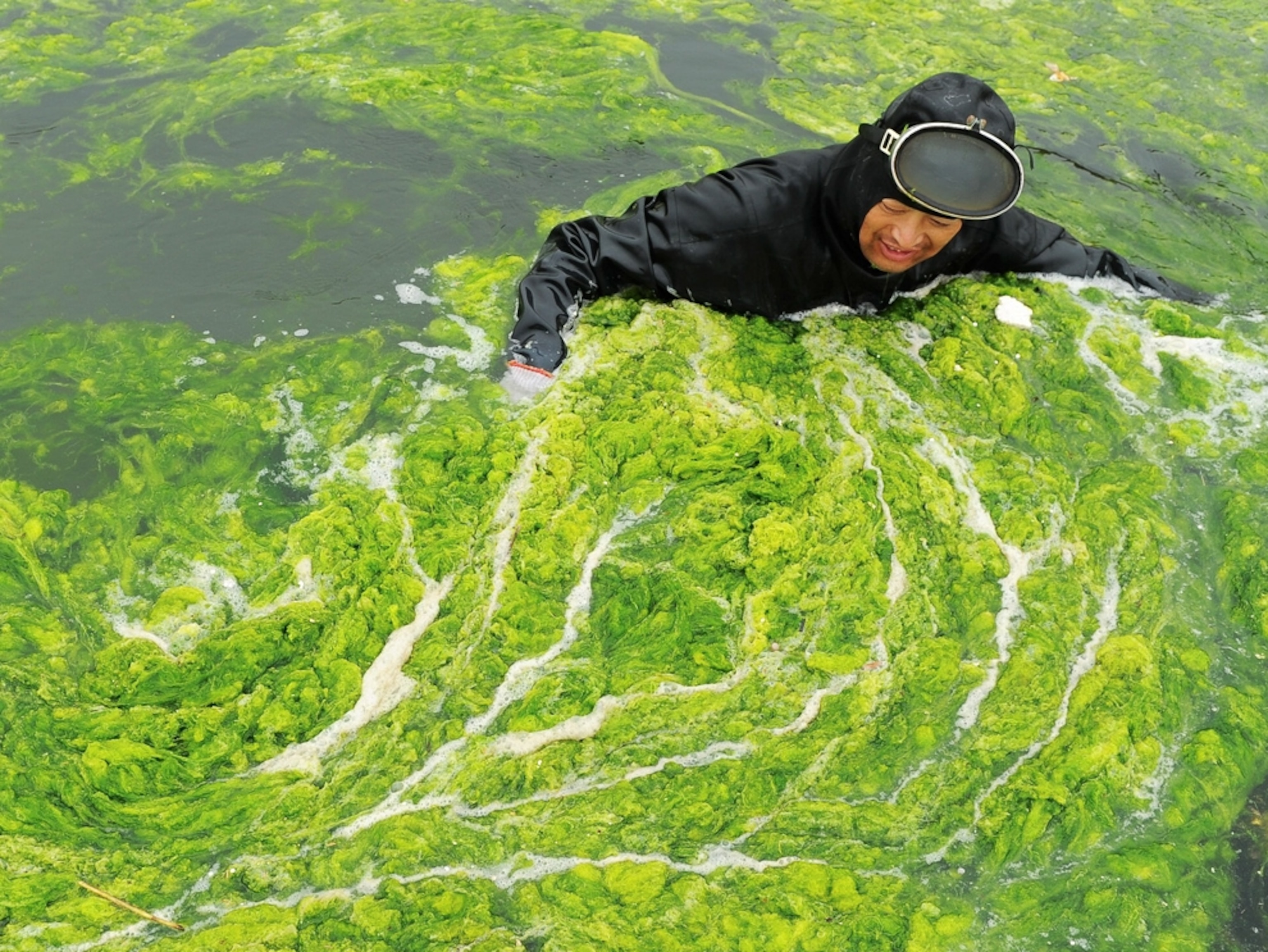 Photos Thick Green Algae Chokes Beach—Swimmers Dive In