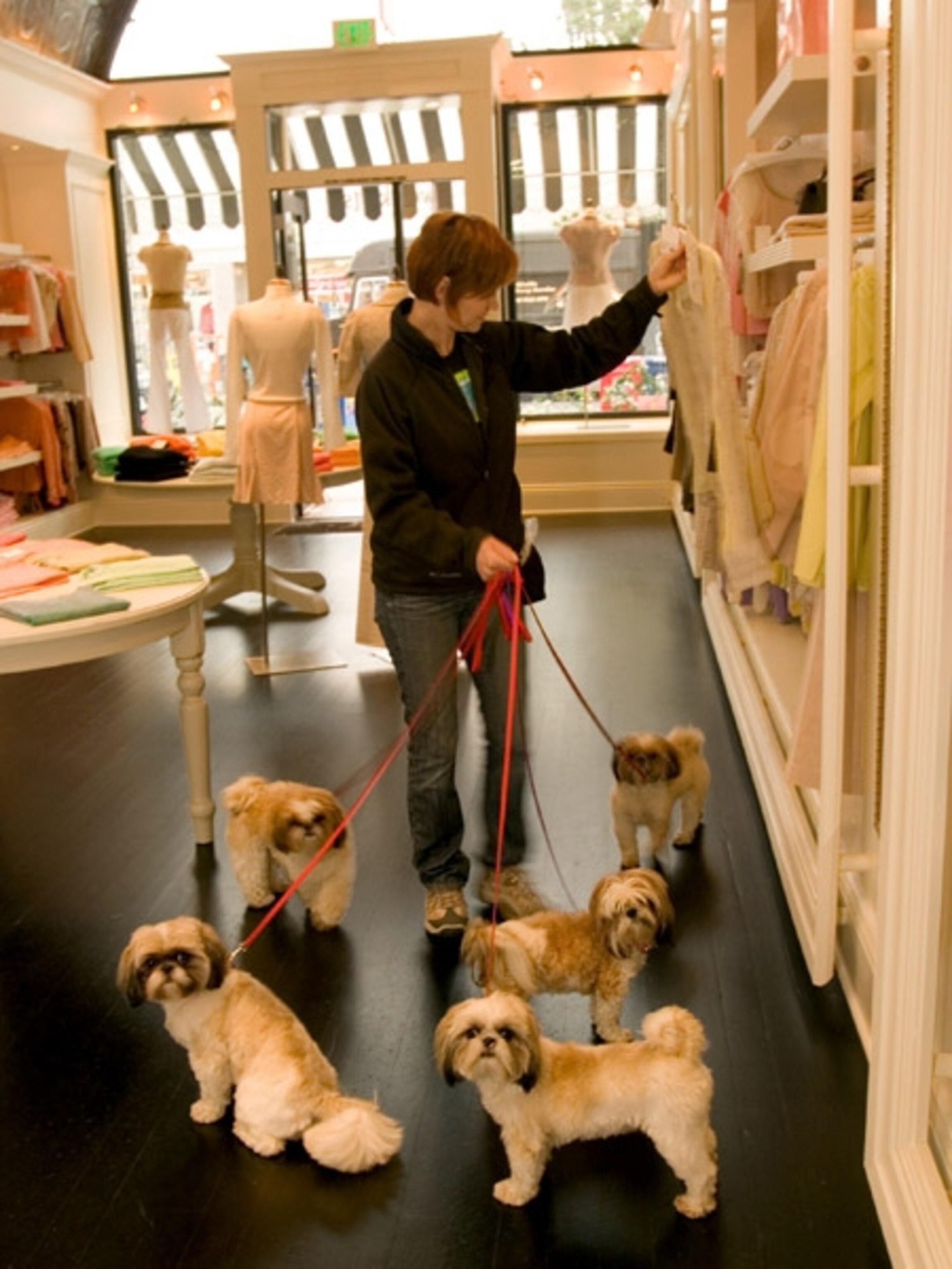 Dogs in Marina district boutique