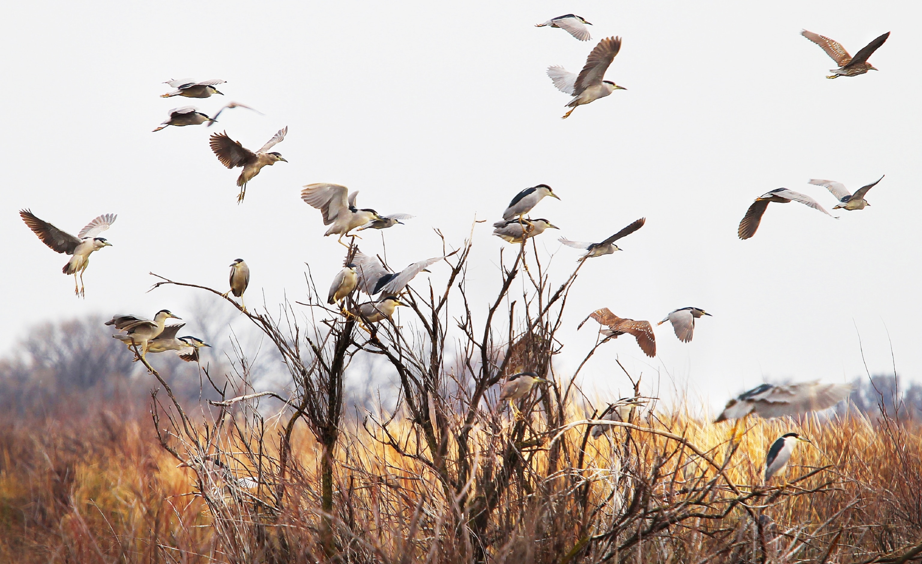 herons flying at Kern National Wildlife Refuge
