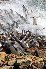 Gentoo Penguin Habitat