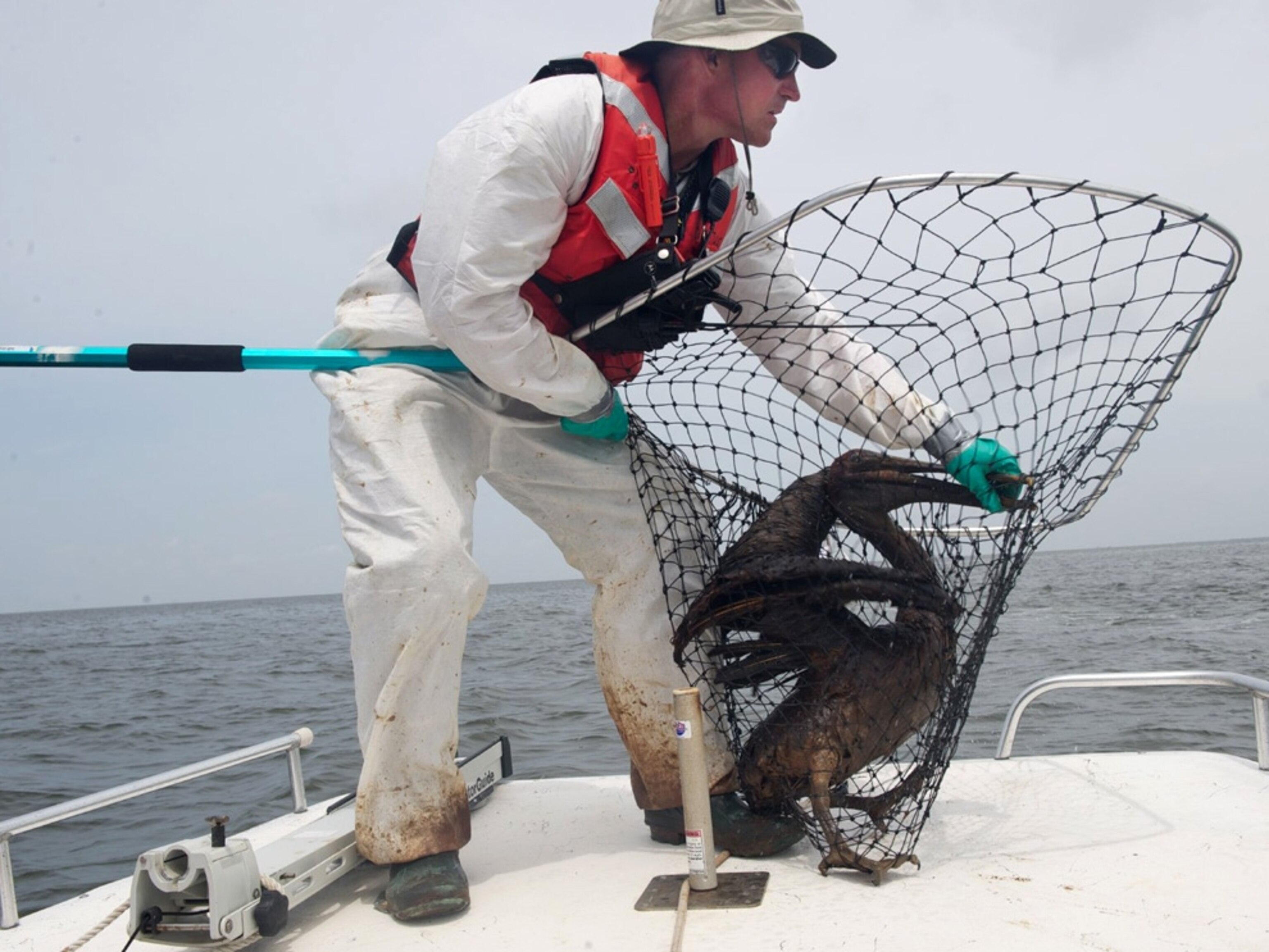 A man on a boat scoops up a pelican with a large net