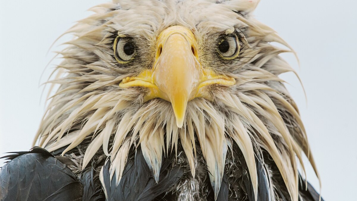 Endangered No Longer: Our Favorite Pictures of Bald Eagles