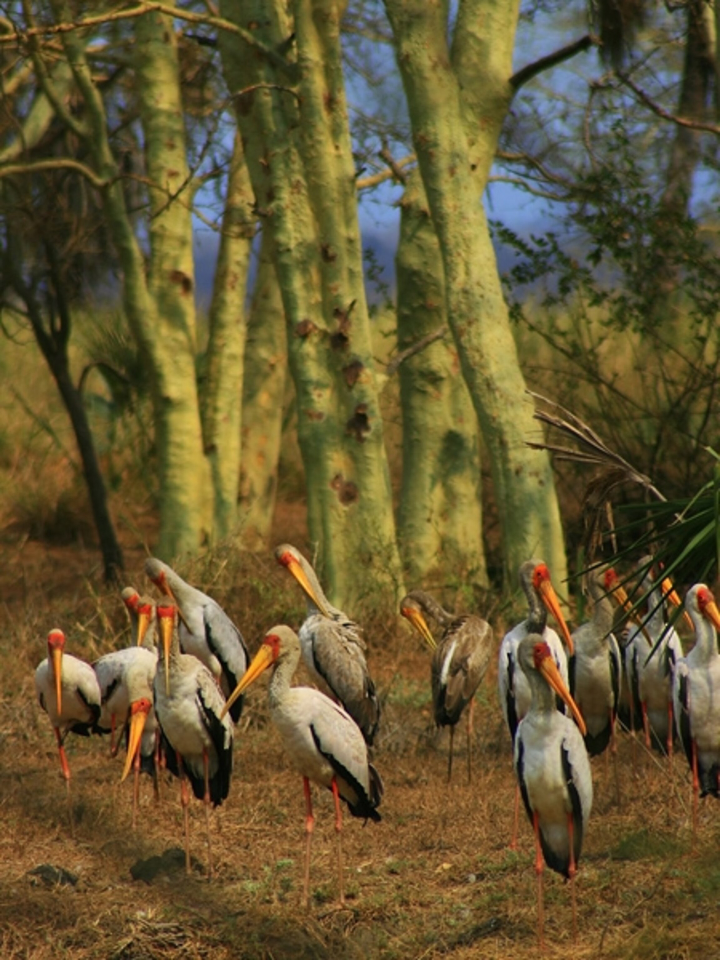Storks in Mozambique