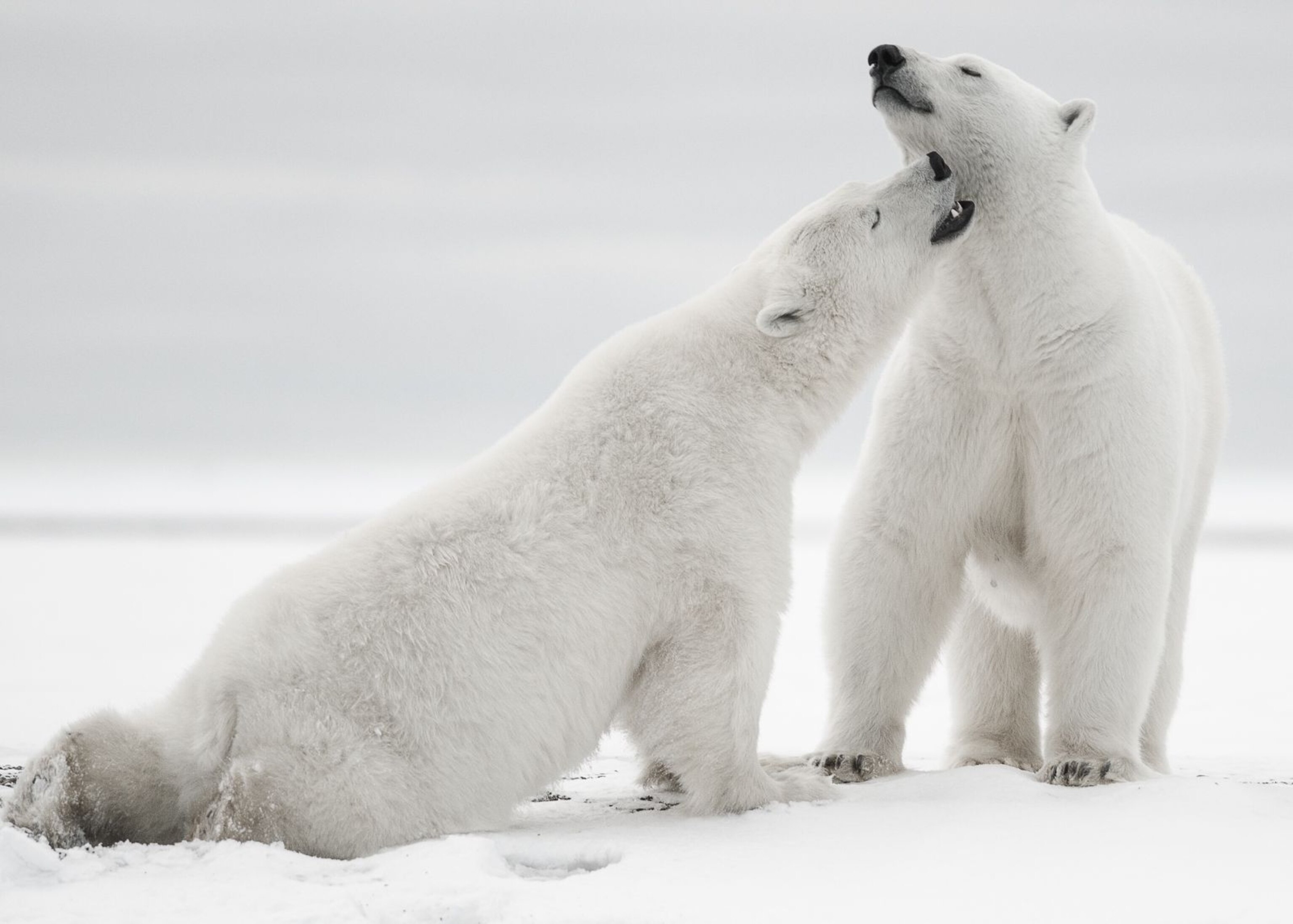 Polar Bear | National Geographic