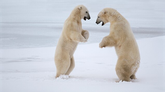 Penguins Don T Live At The South Pole And More Polar Myths Debunked