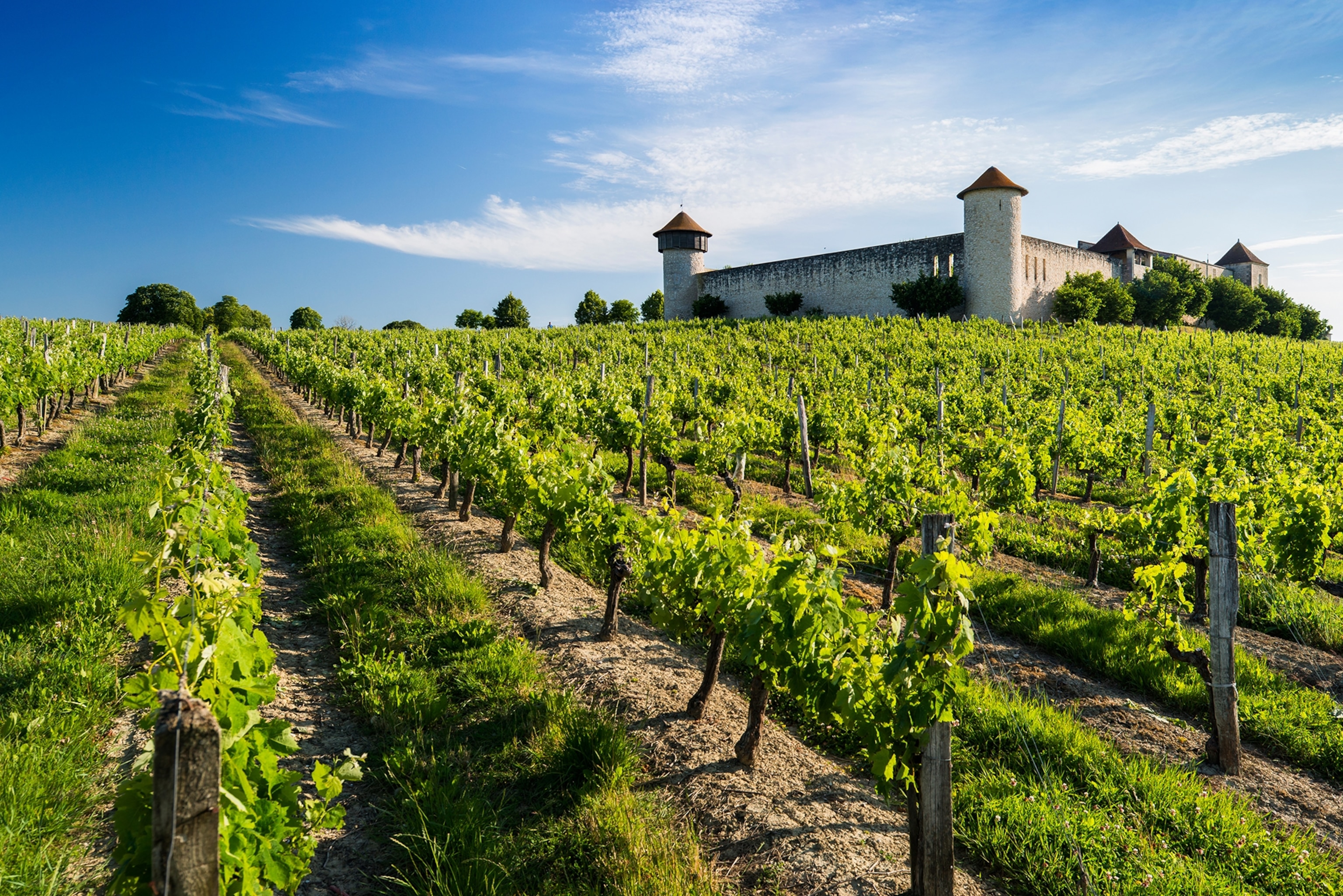 a vineyard in Bordeaux, France