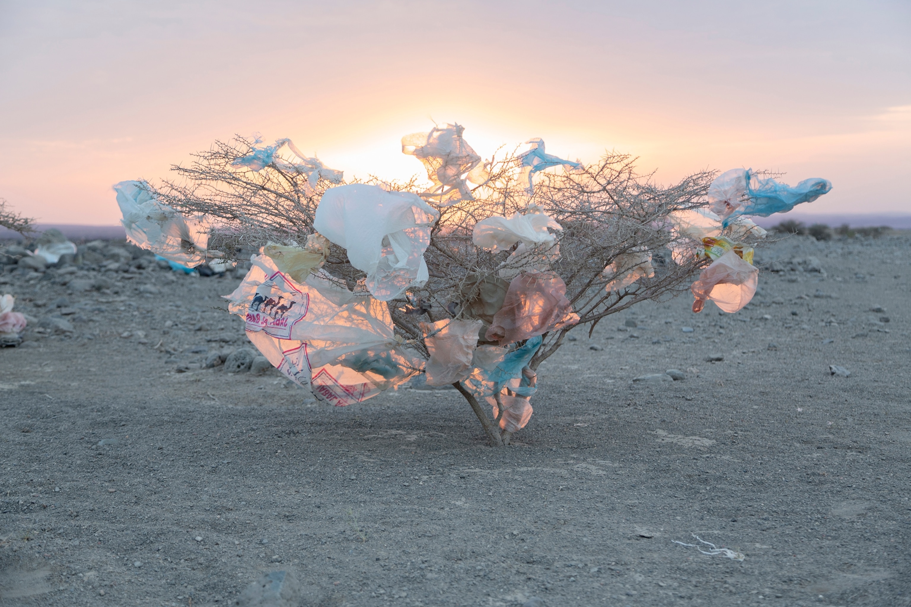 An acacia rustles with plastic trash dropped by travelers. Afar nomads use the term Hahai, or People of the Wind, to describe the refugees, deserters, migrant workers, and others who blow through the desert.
