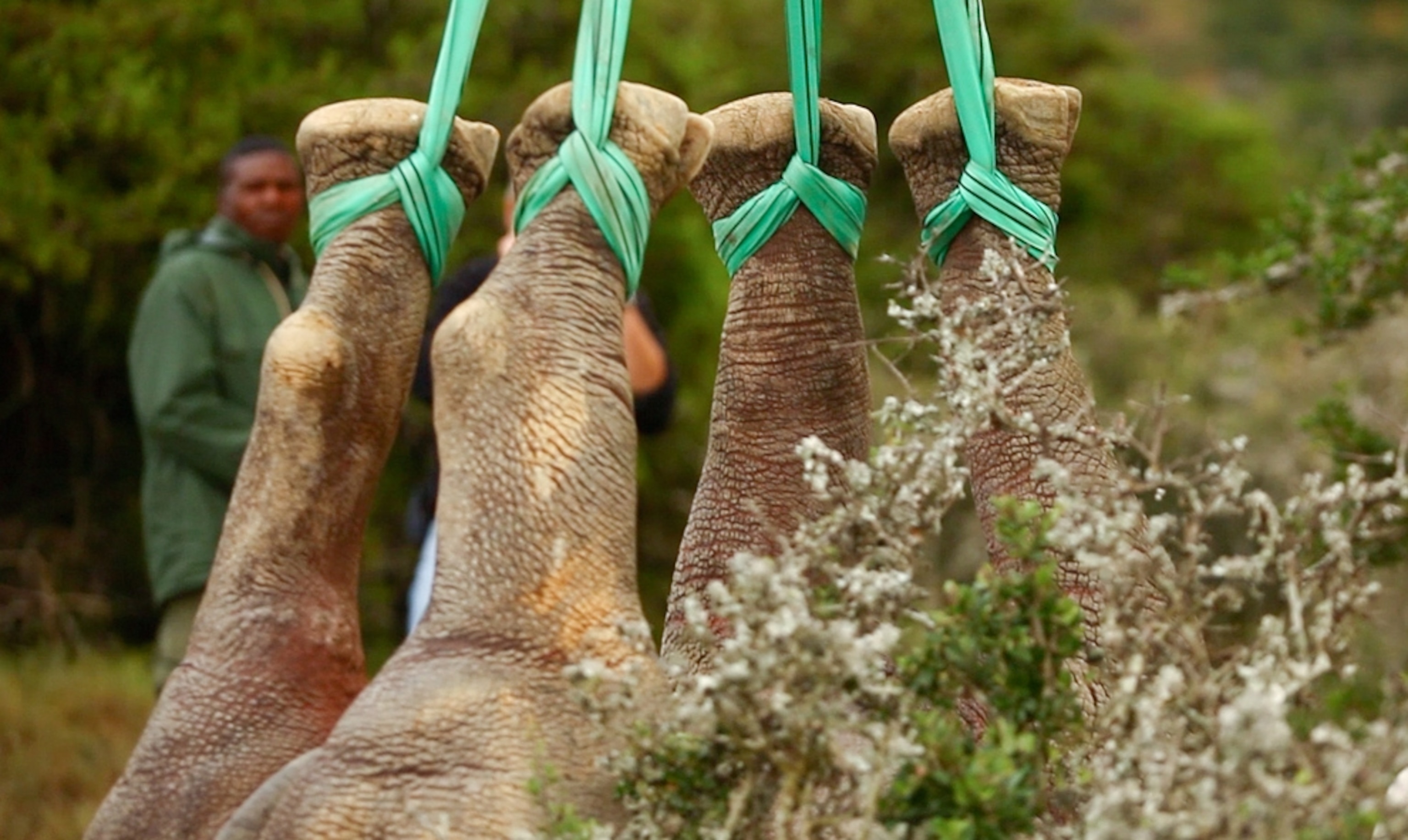 Black rhinoceros picture: Feet bound for helicopter transport
