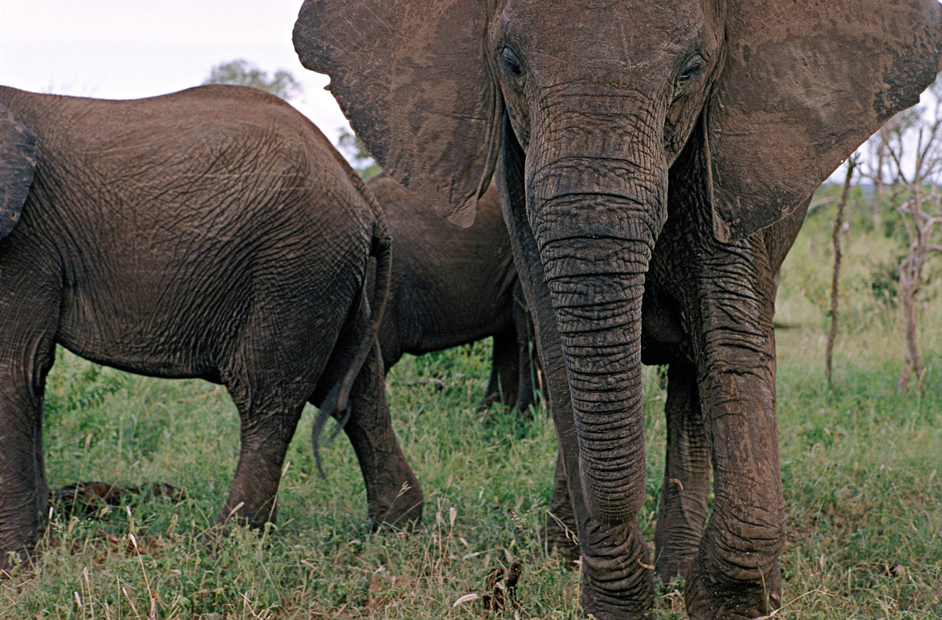 an elephant from Mkhaya National Park in Swaziland
