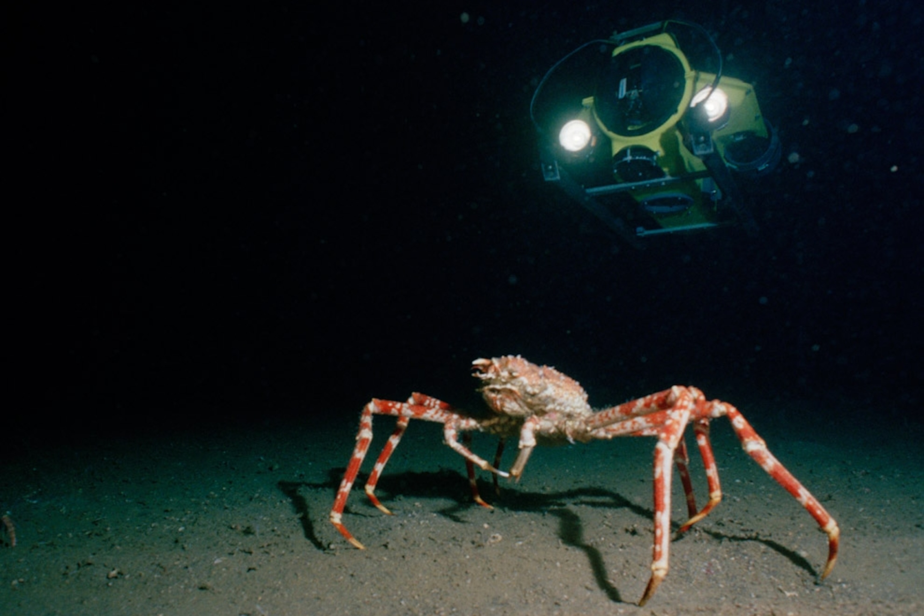 Colossal Sea Creatures