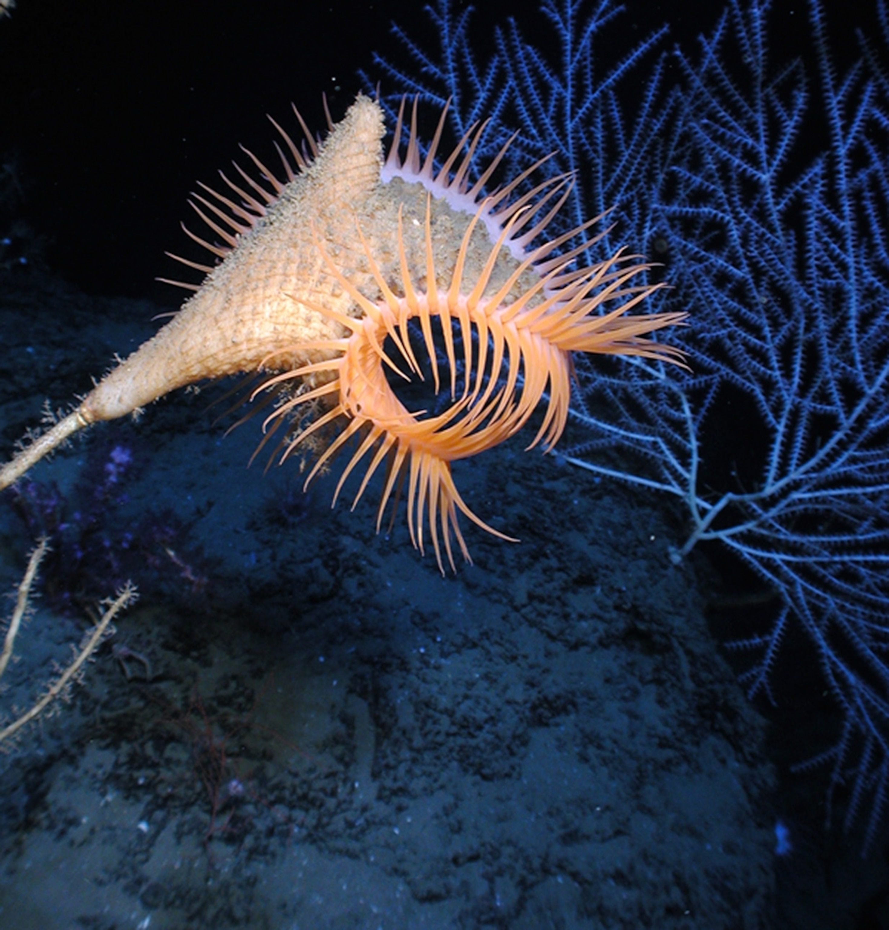 a Venus flytrap anemone, a Census of Marine Life species representing the diversity of 25 ocean areas