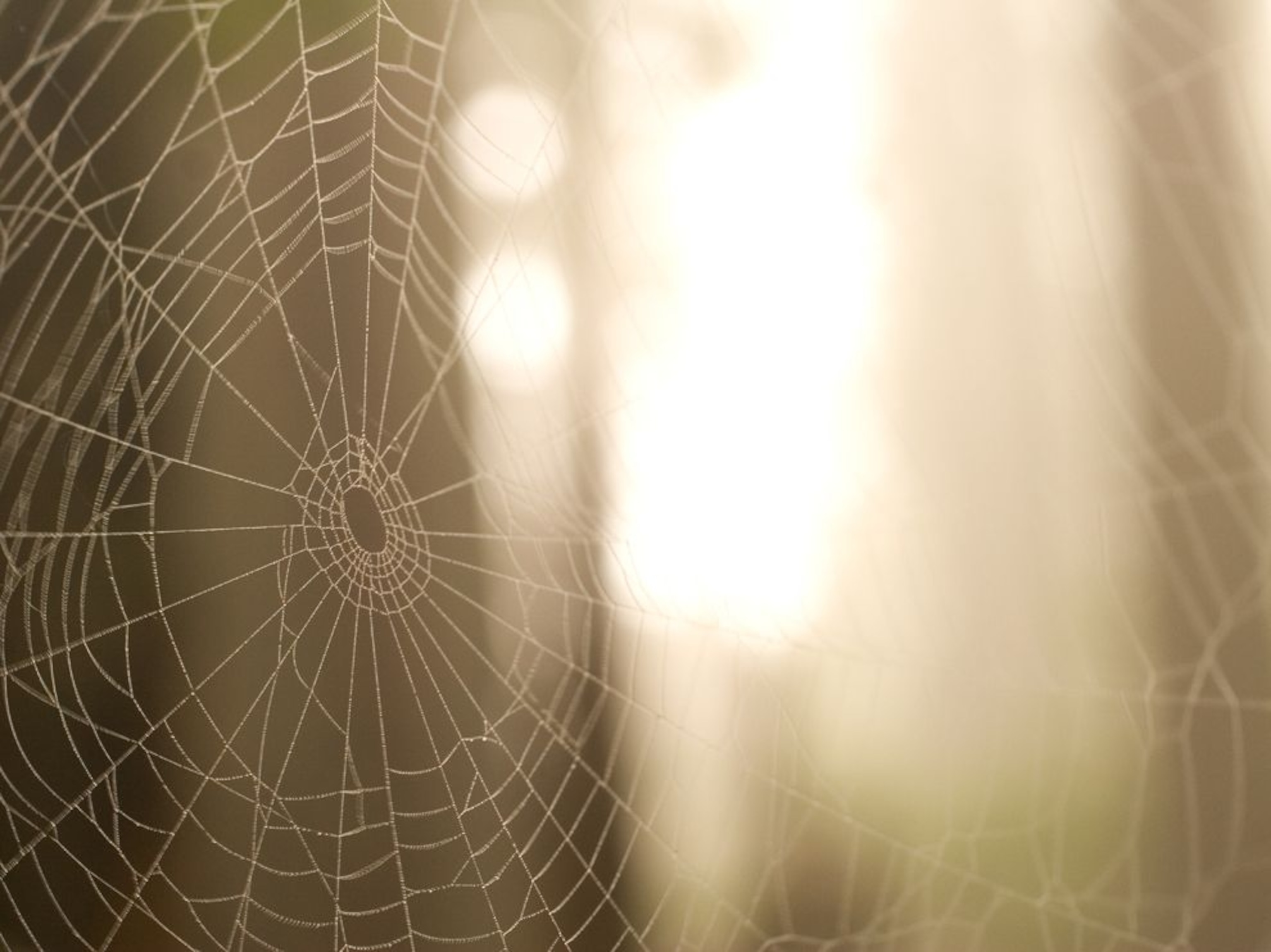 a spiderweb in Redwood National Park, California