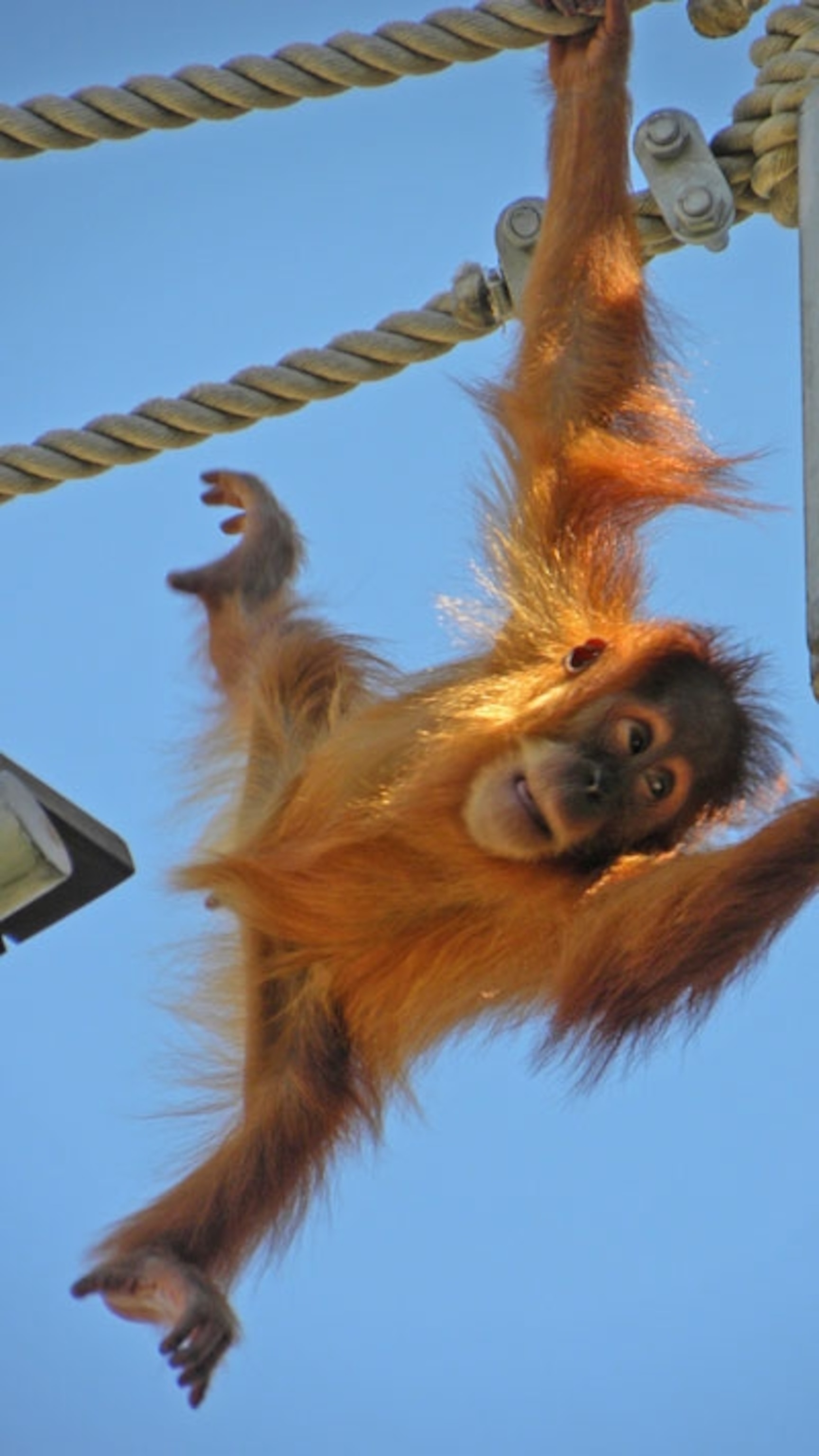 Orangutan_baby_reaching