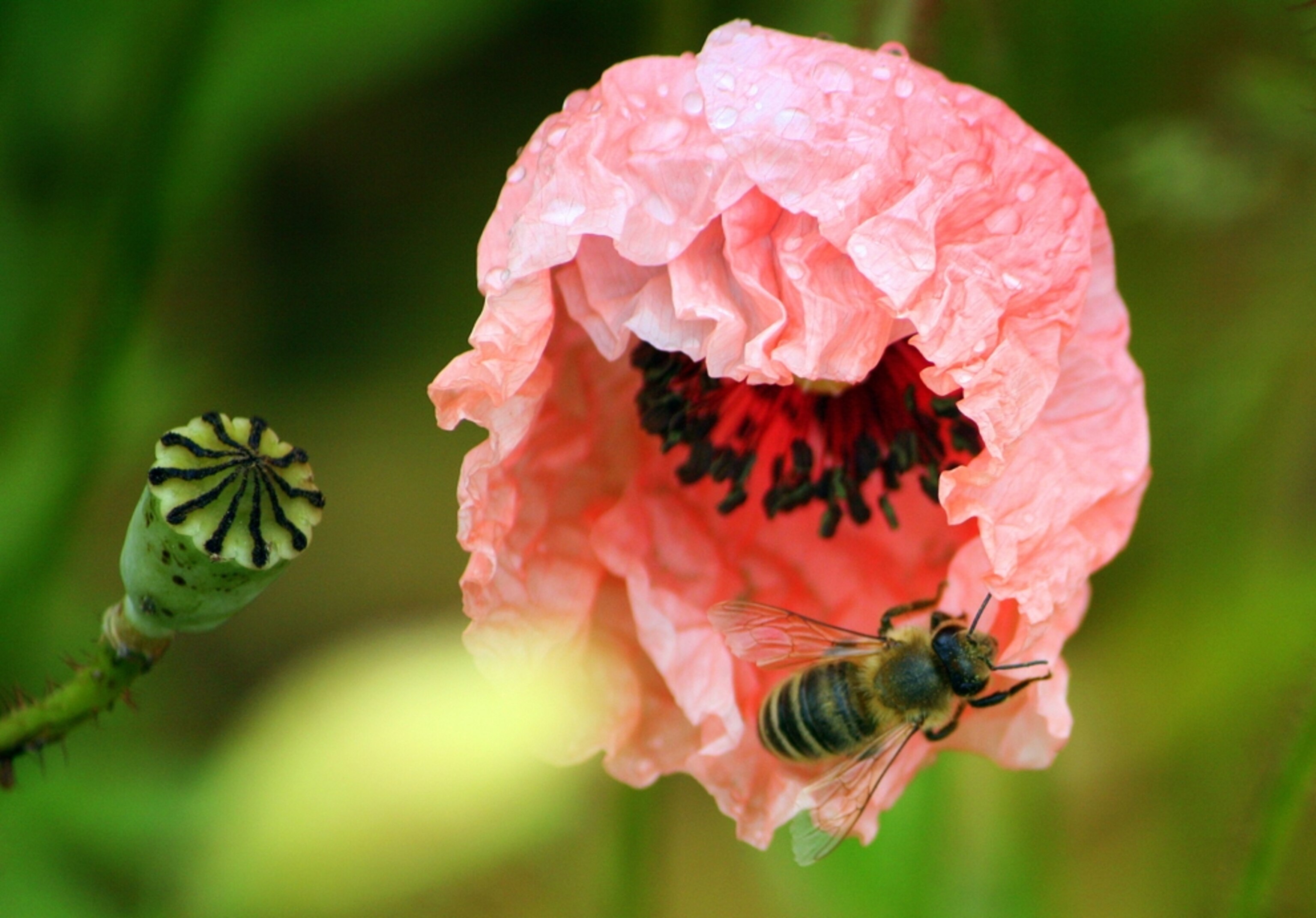 After the rain in the poppy field