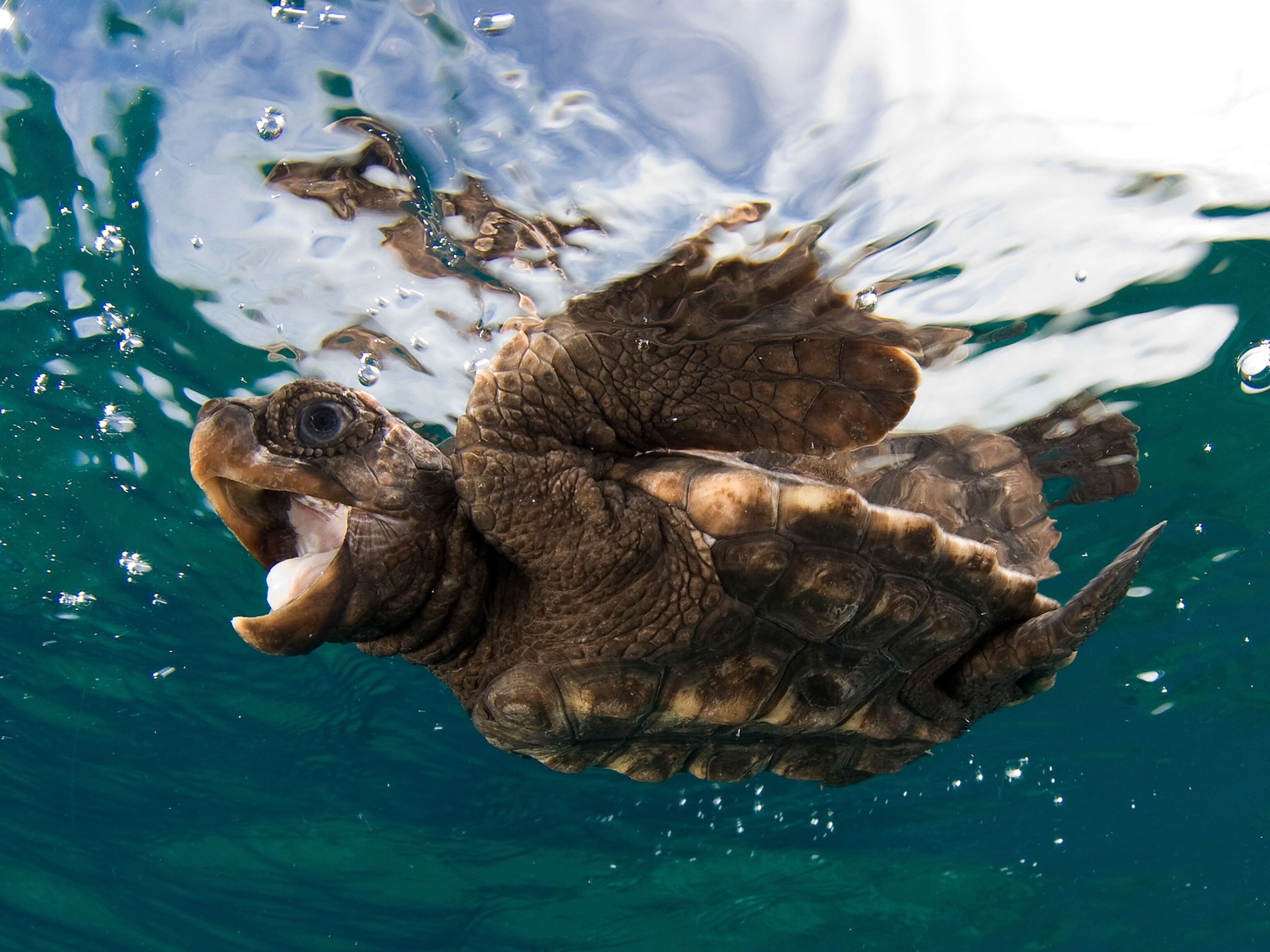 a baby loggerhead sea turtle swimming near the surface