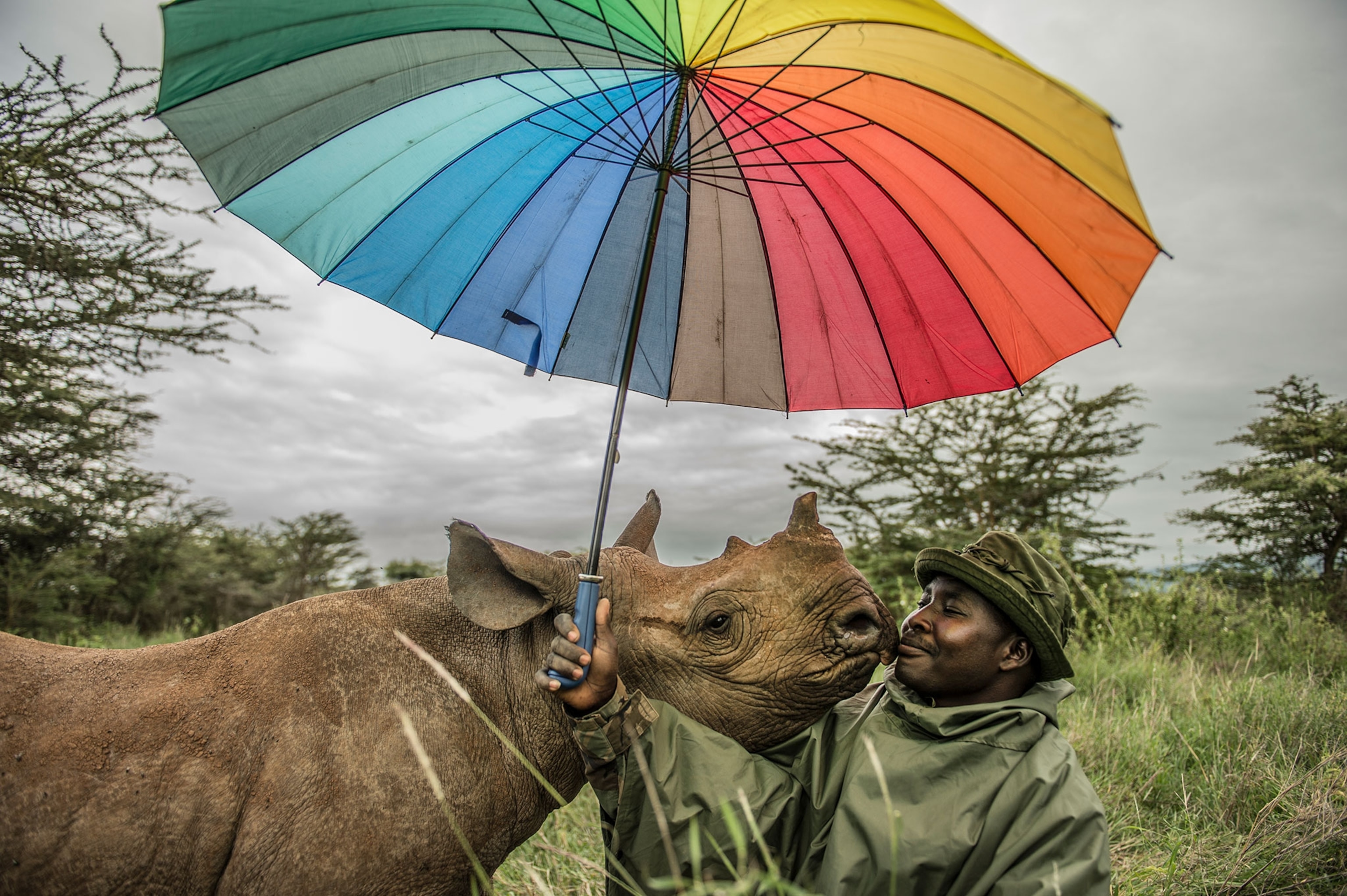a rhino keeper holding an umbrella