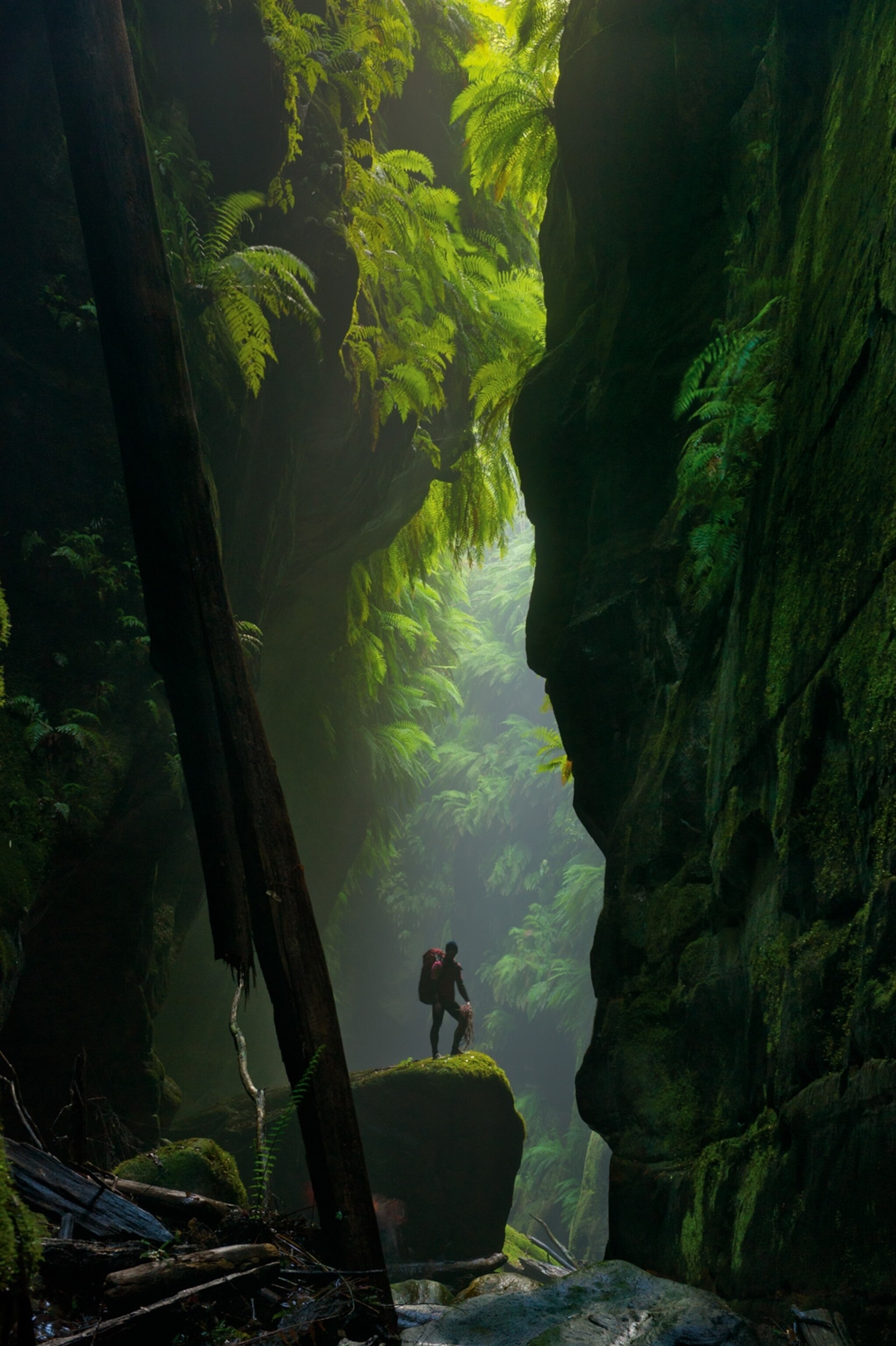 cascades of mammoth ferns in Claustral Canyon