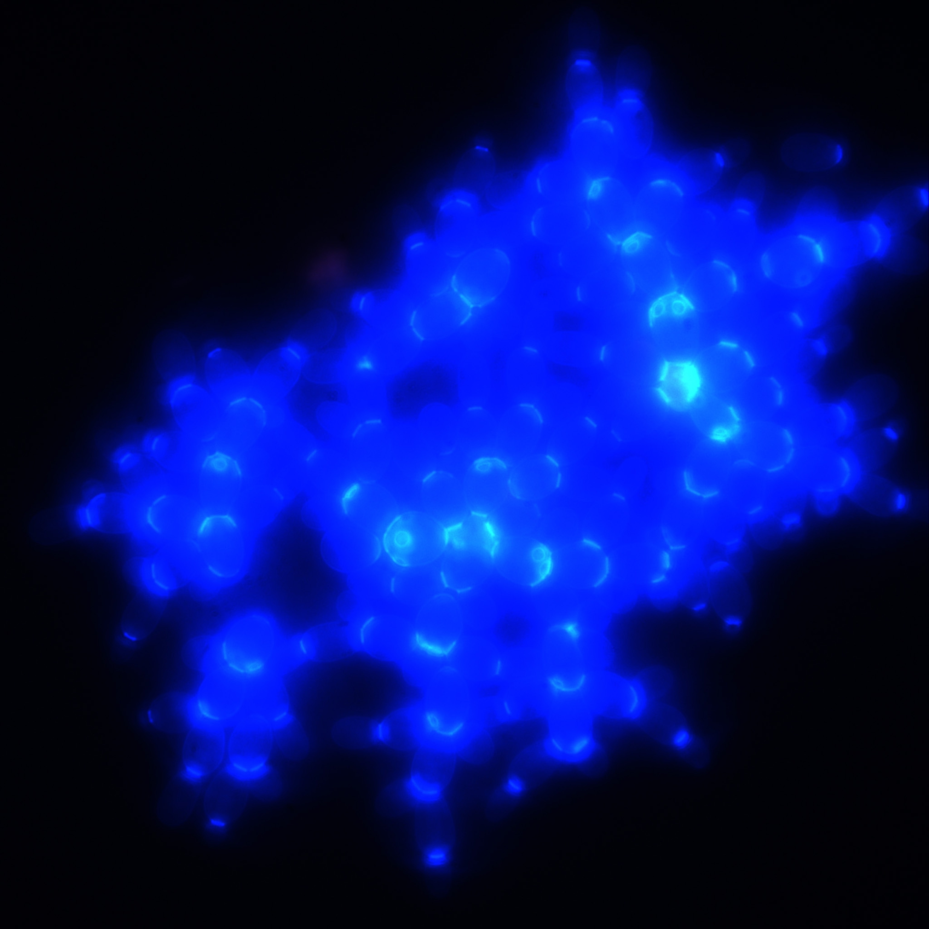 A "proto-body" made up of dozens of yeast cells. Courtesy of William Ratcliff