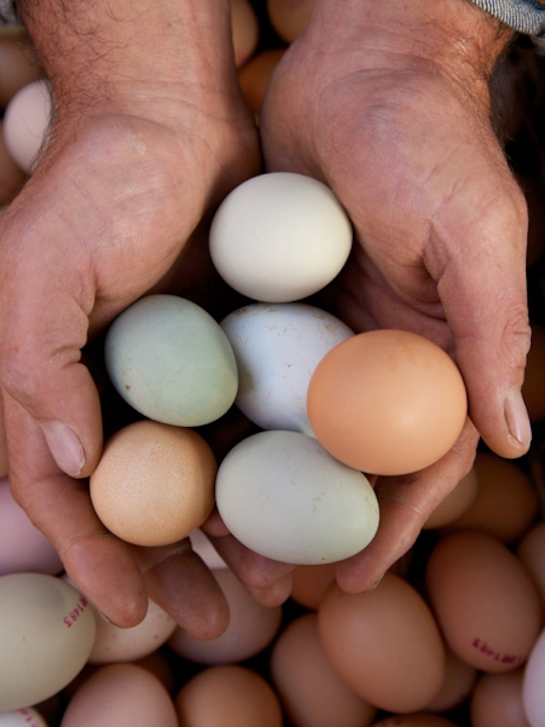 Colorful handful of eggs
