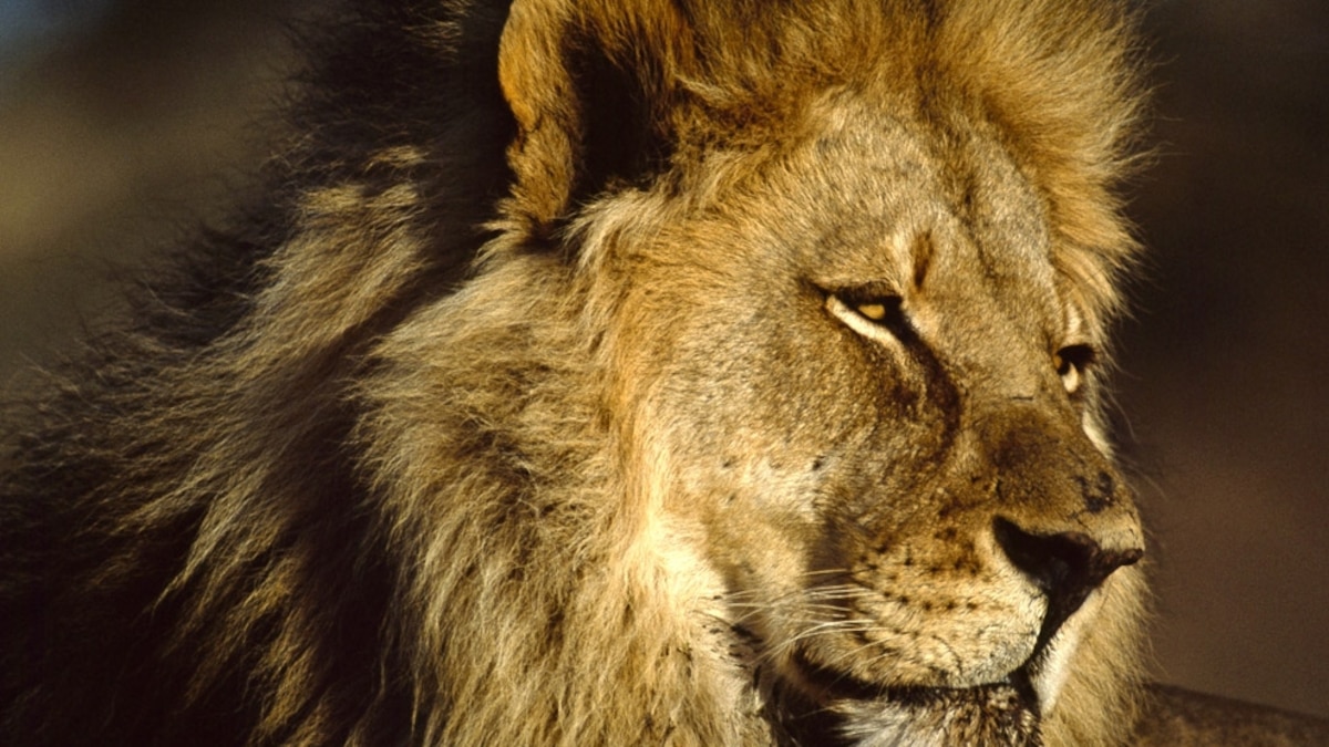 сафари львы. морда льва. фотография льва с бородой. See lion. черногривый лев.