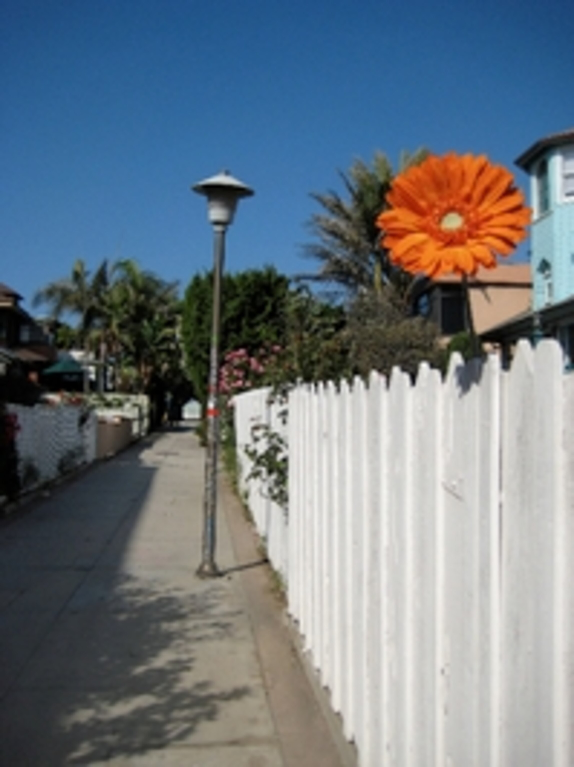 Venice Beach Flower.jpg