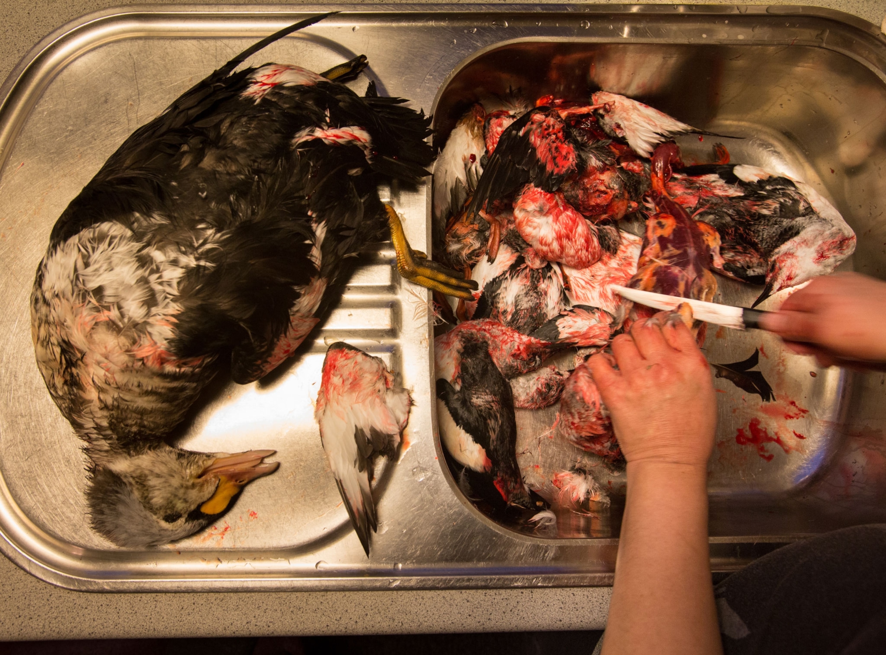 bird being butchered in sink