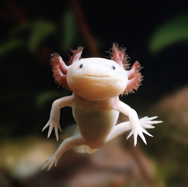 Albino axolotl