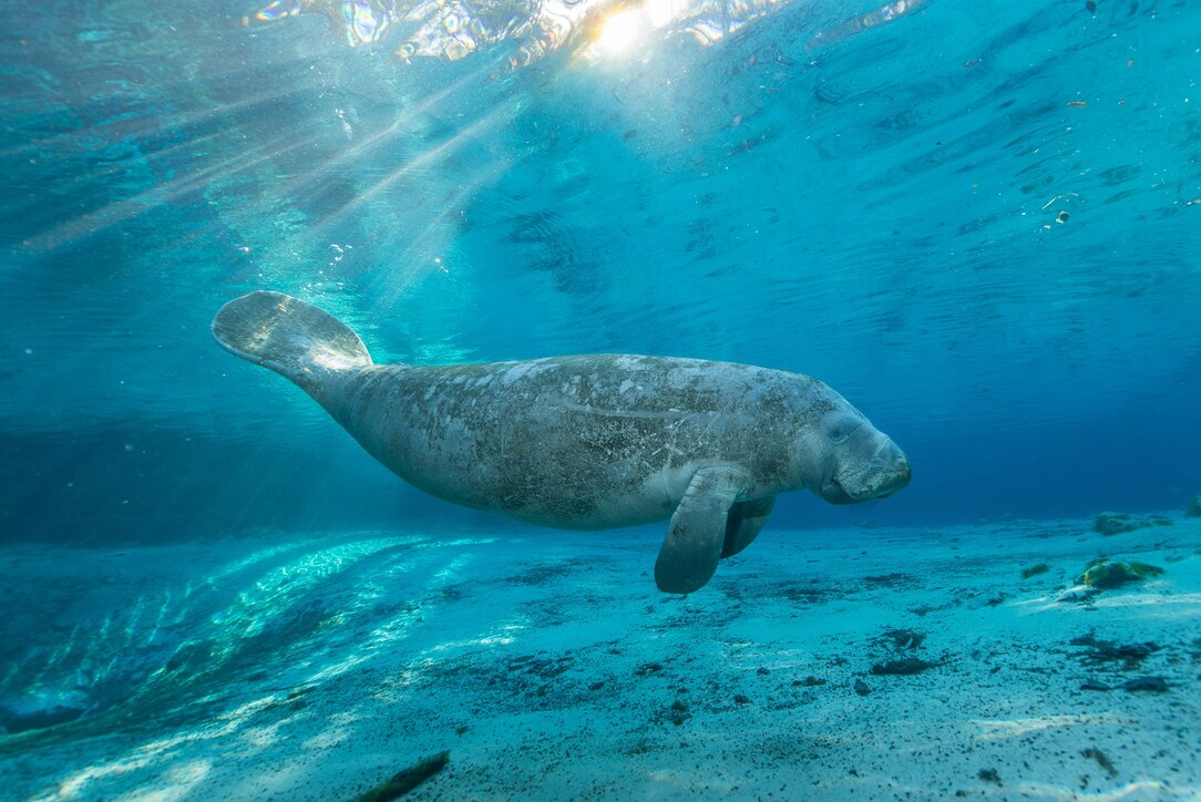 Picture of a manatee