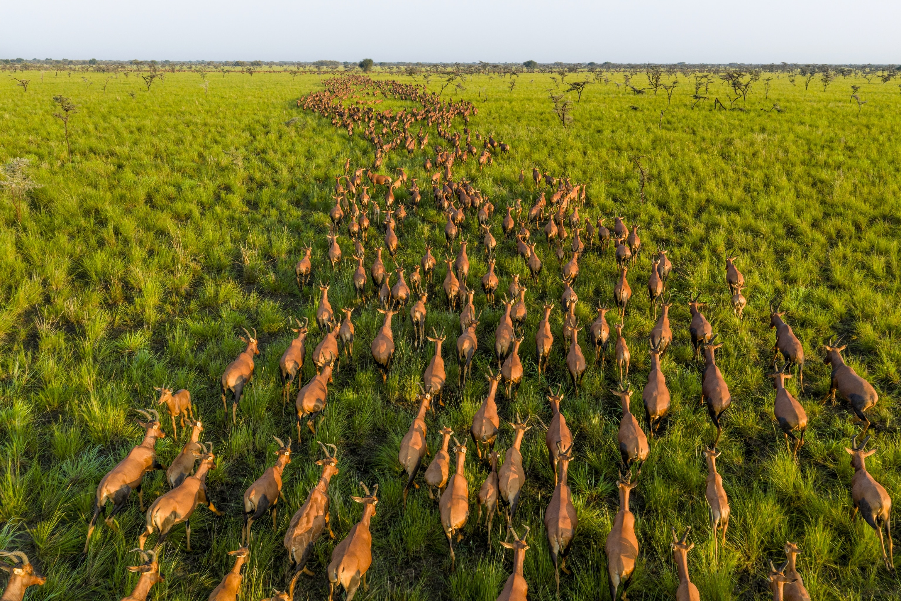 A herd of animals runs through the green plains.