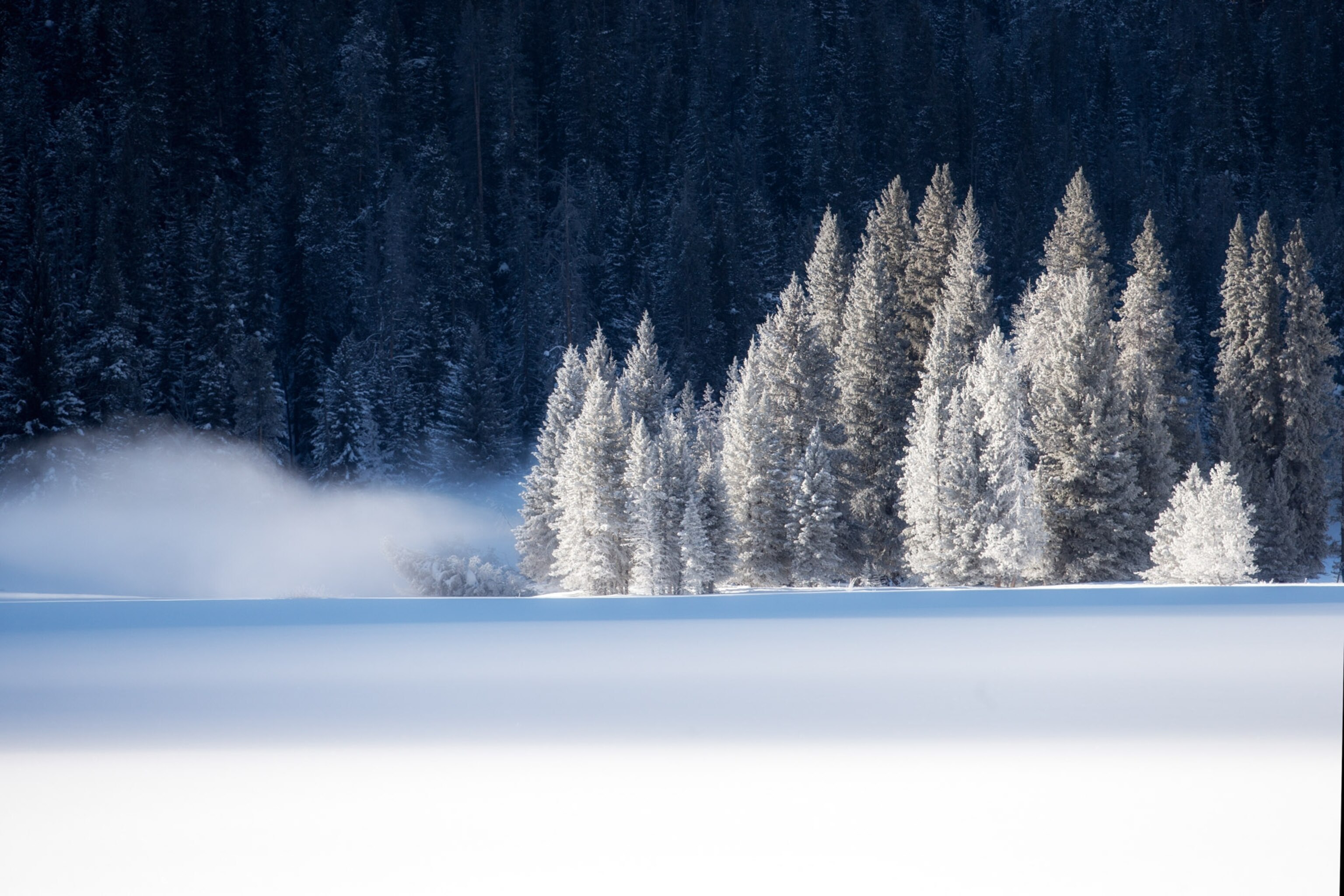 How the nation chooses its best and brightest Christmas trees