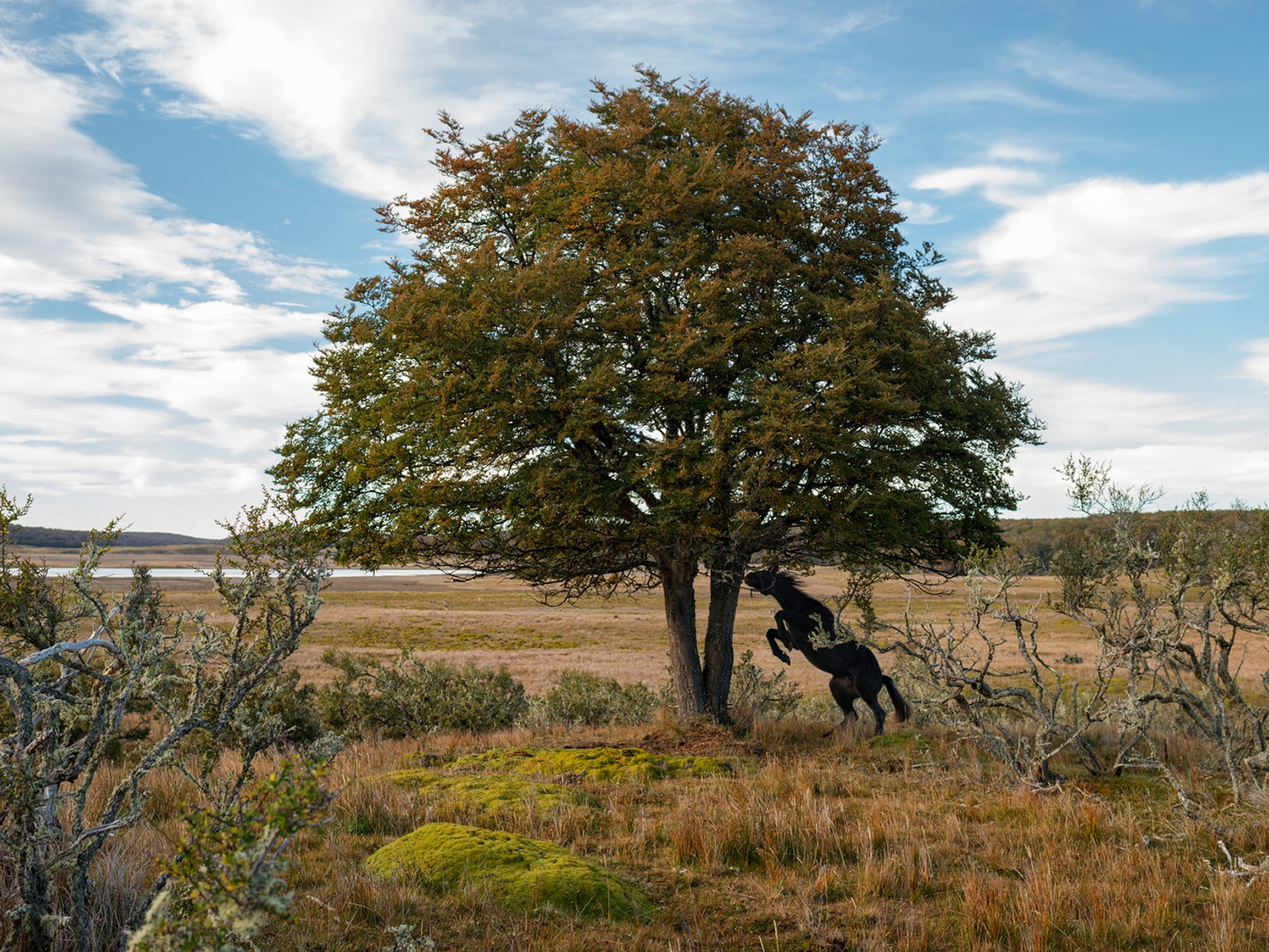 a feral horse tied to a tree