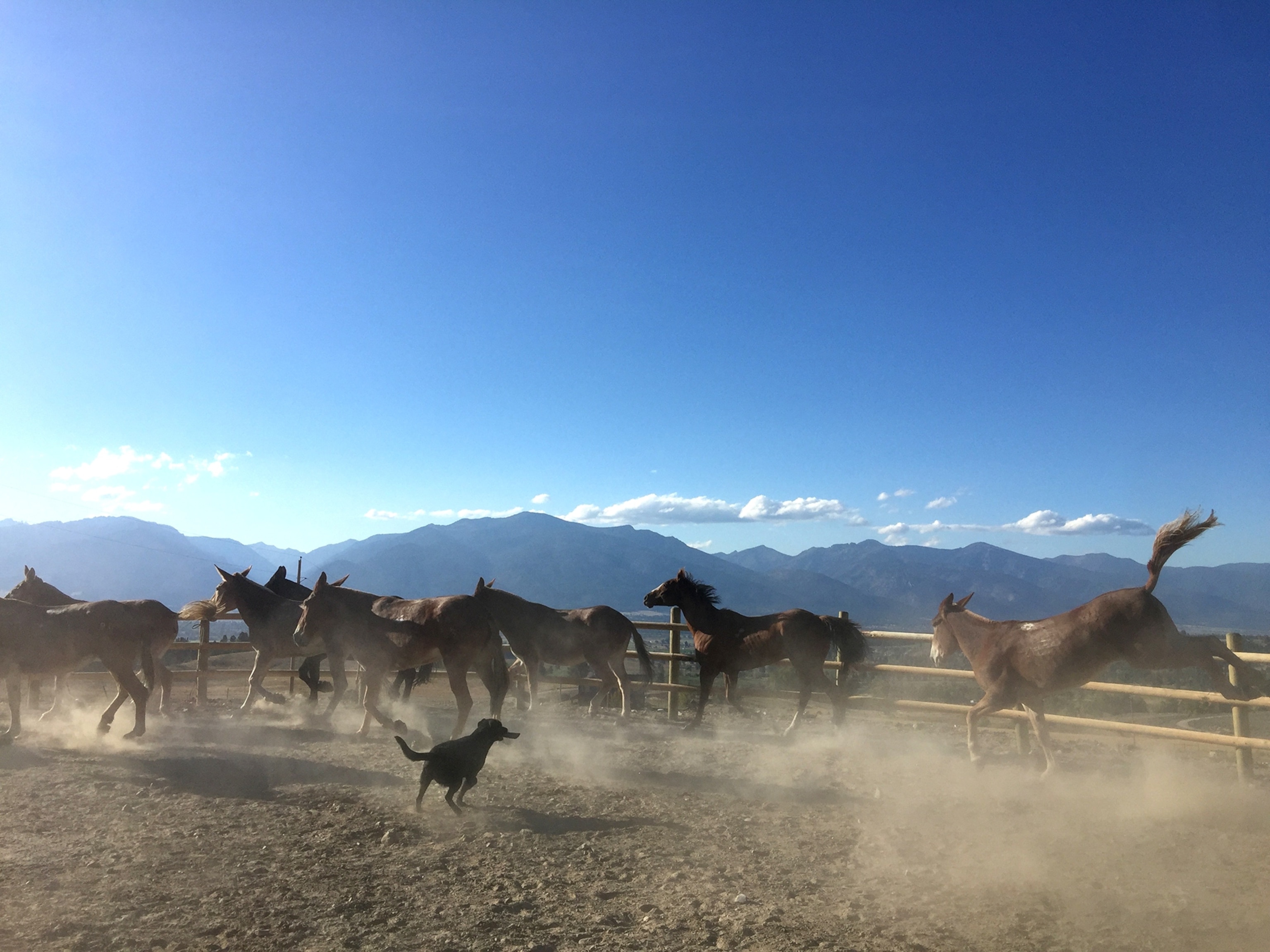 a dog and mules running in dusty pen