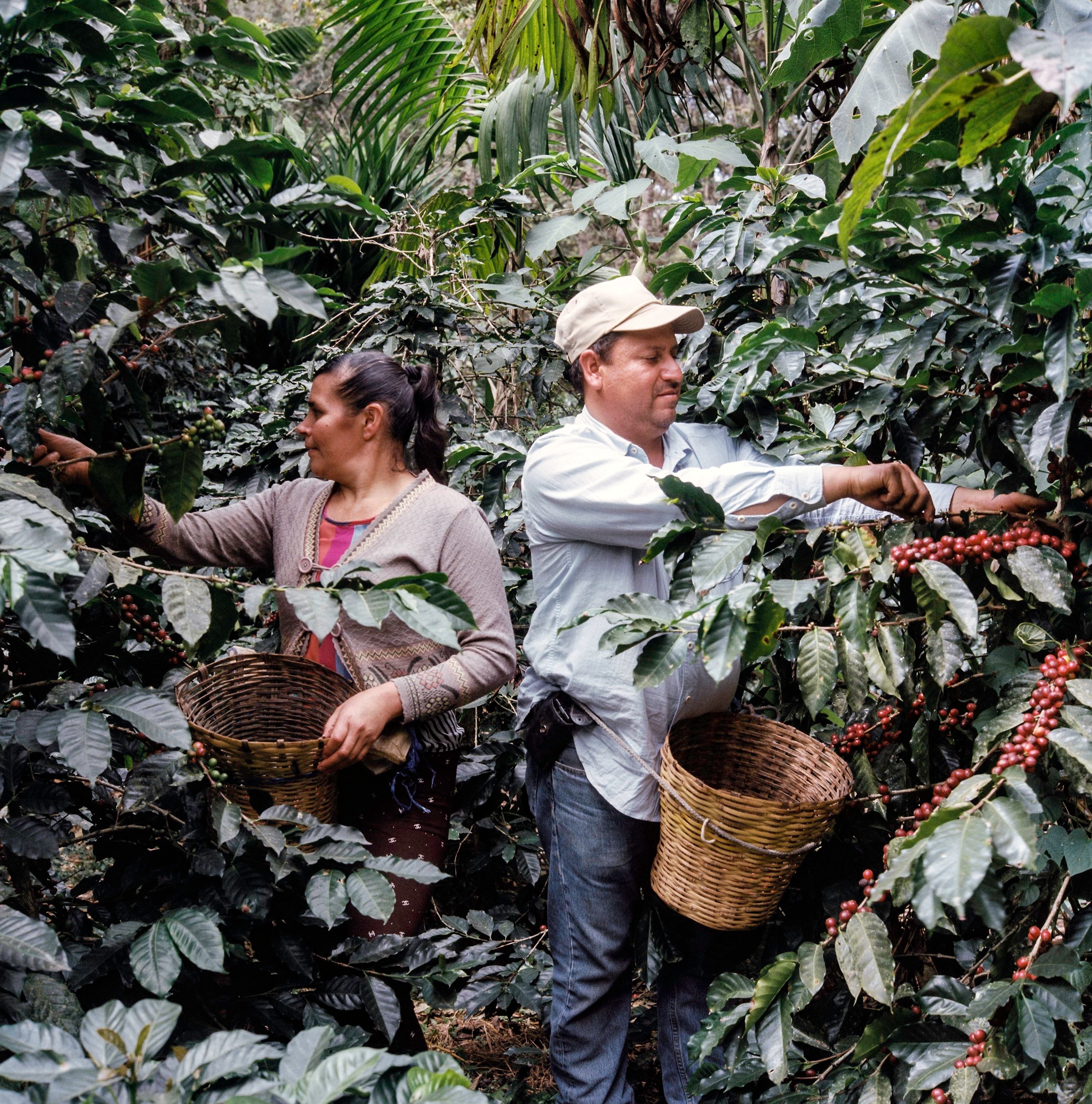 Guatemala, Agroforestry Program. Caserio Los Lavaderos, Guatemala. January 2019